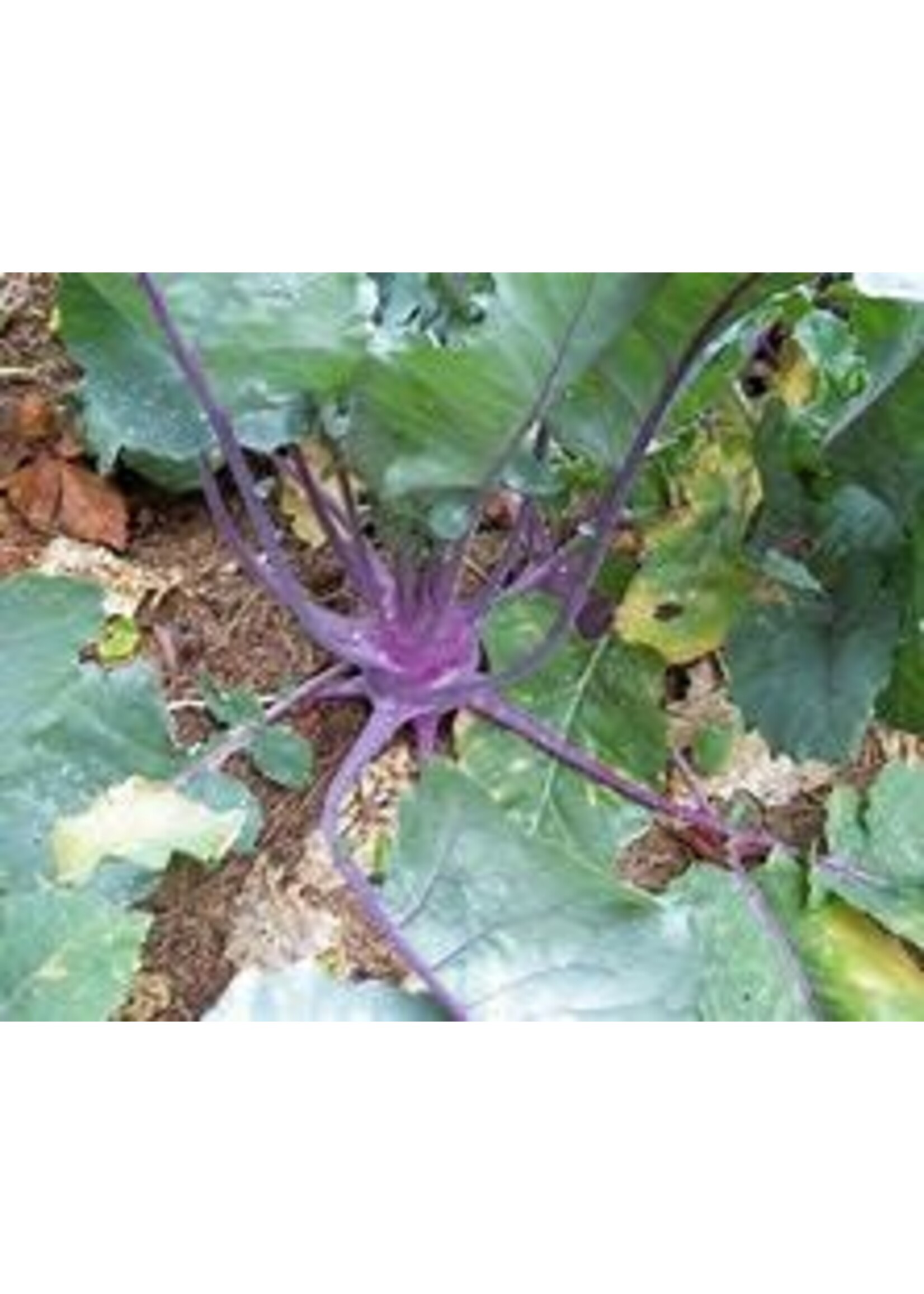 Heirloom Seeds(BIRRI) Kohlrabi (Kholrabi)– Purple Vienna