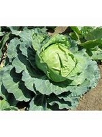 Heirloom Seeds(BIRRI) Cabbage – Golden Acre