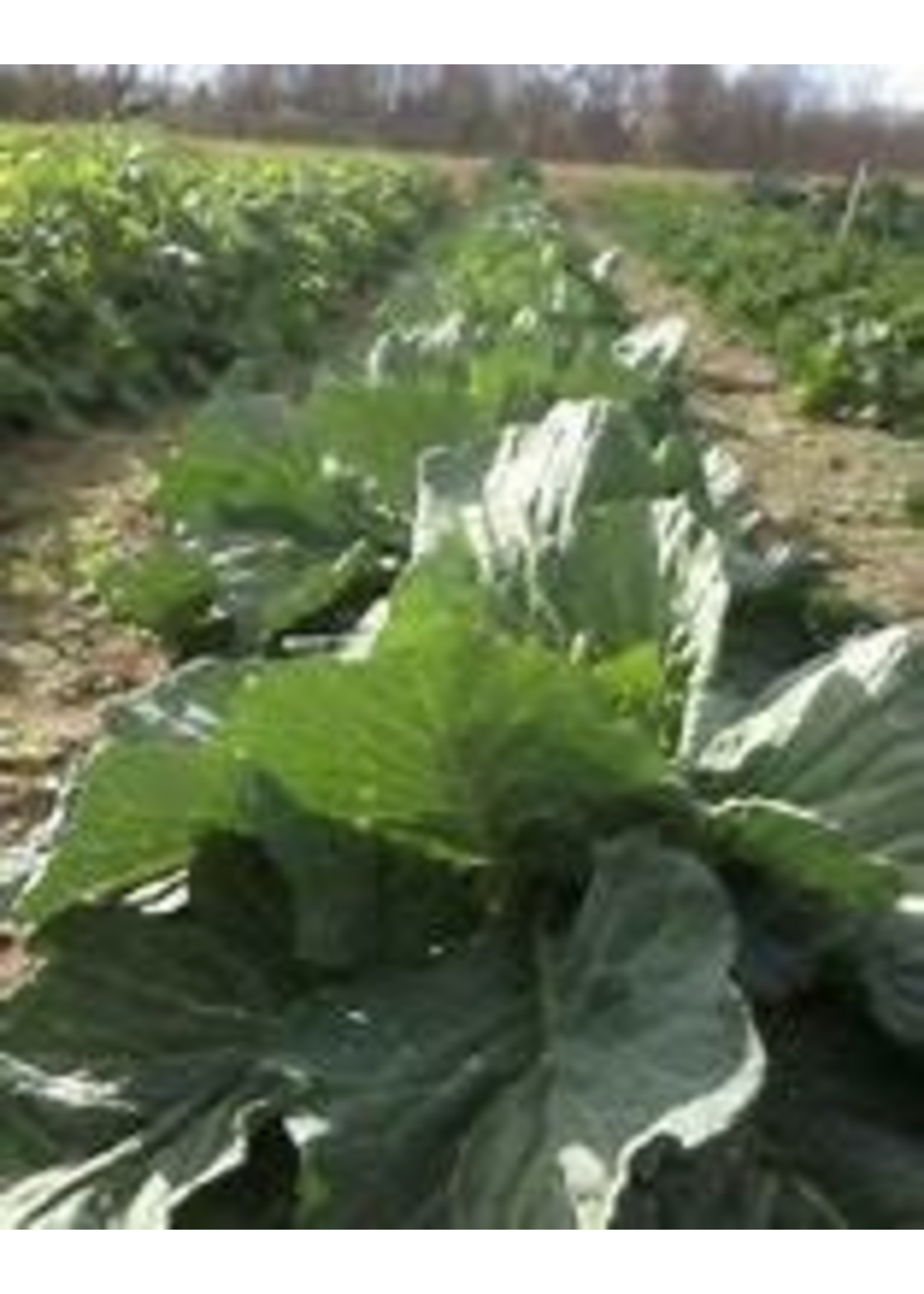 Heirloom Seeds(BIRRI) Cabbage – Golden Acre