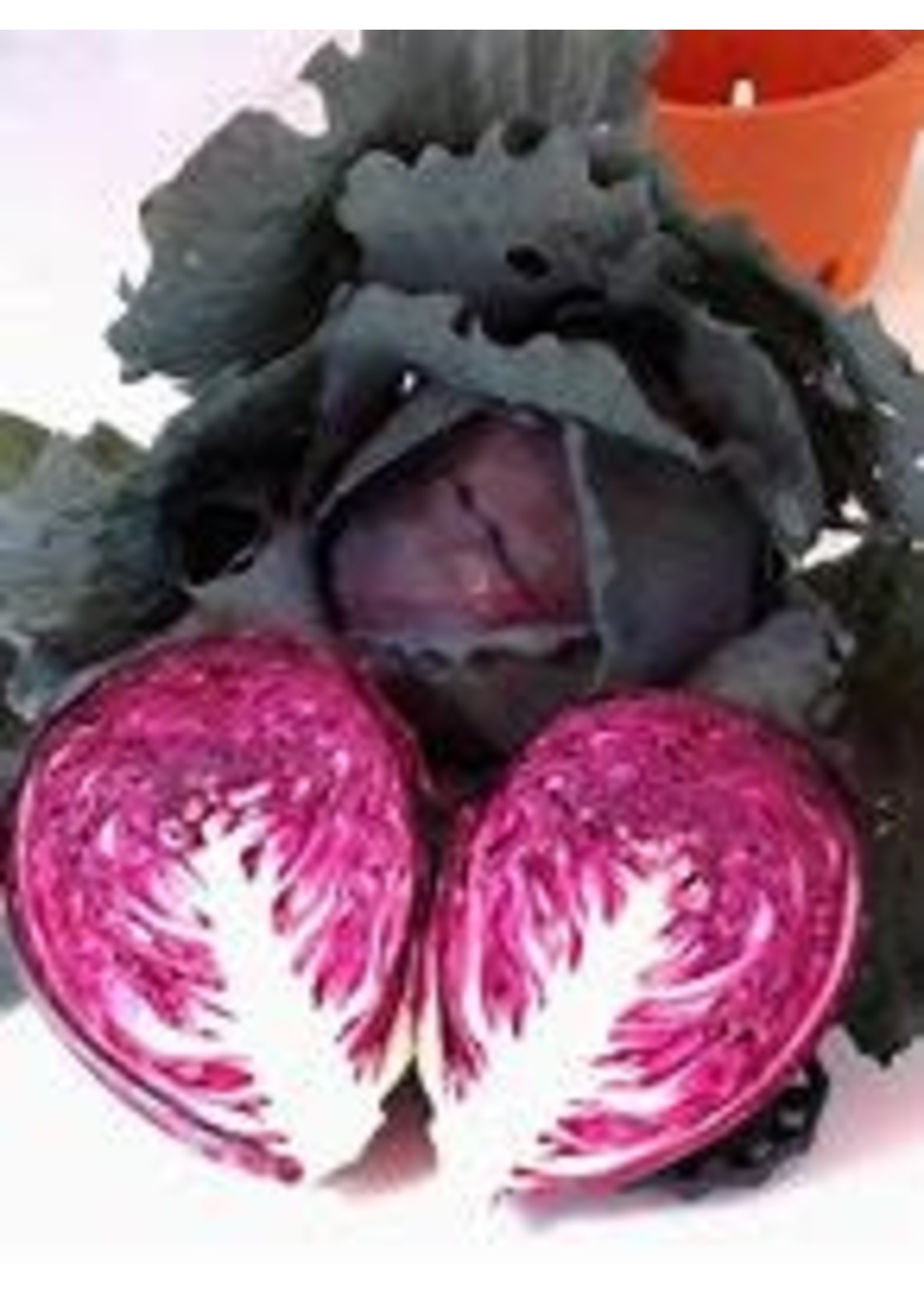 Heirloom Seeds(BIRRI) Cabbage – Red Tatsoi