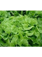 Heirloom Seeds(BIRRI) Lettuce – Oakleaf Green