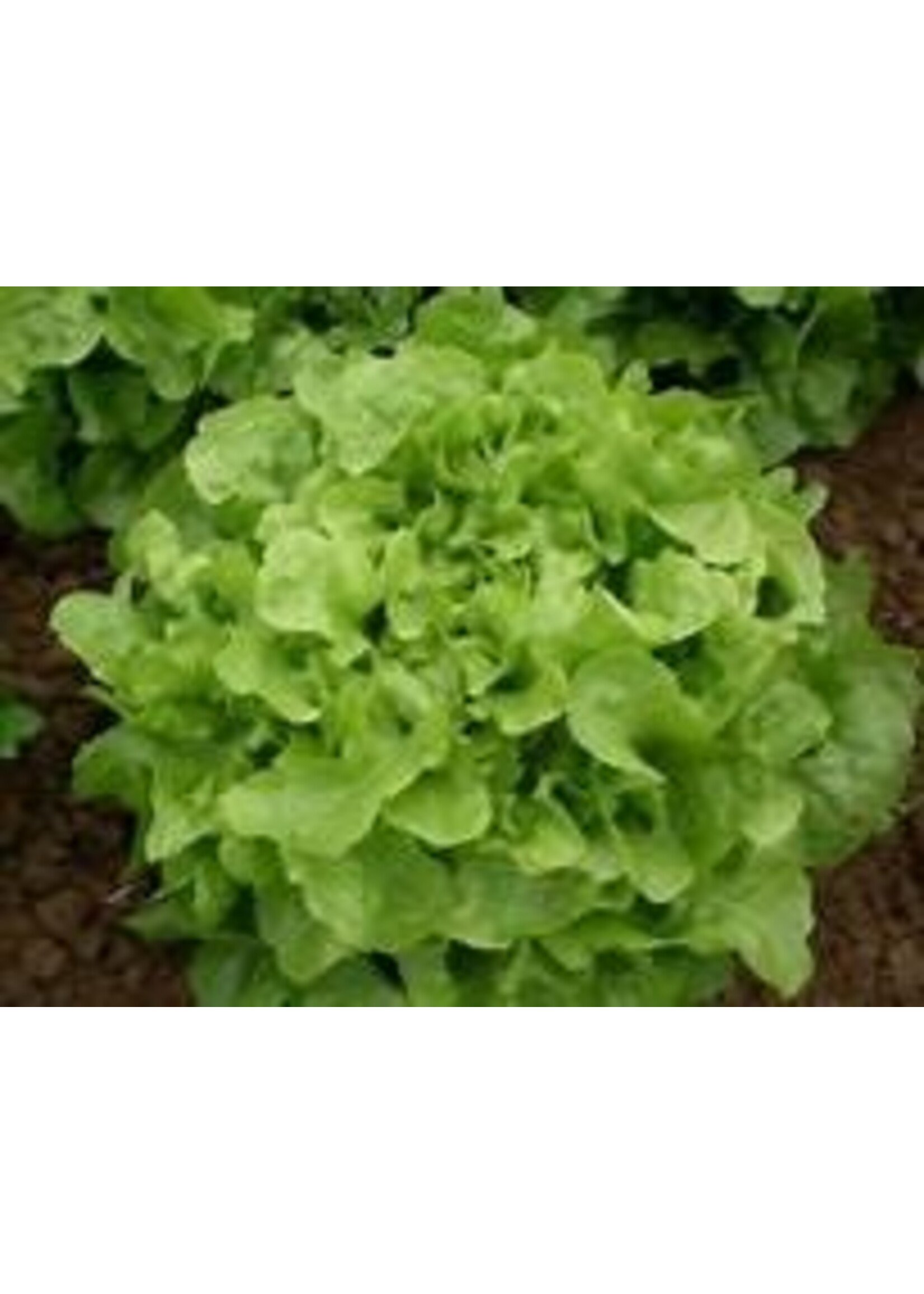 Heirloom Seeds(BIRRI) Lettuce – Oakleaf Green