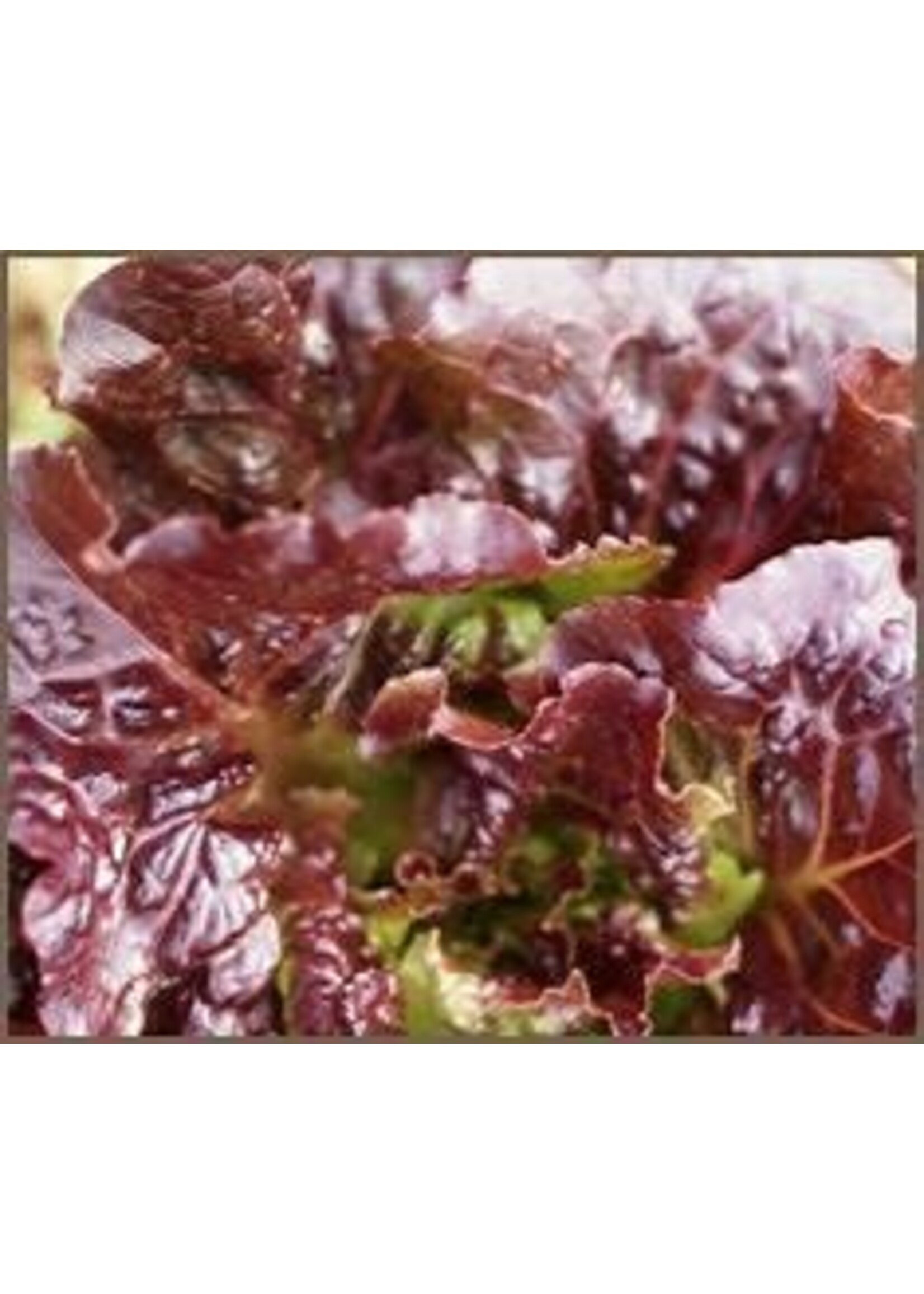 Heirloom Seeds(BIRRI) Lettuce – Oakleaf Red