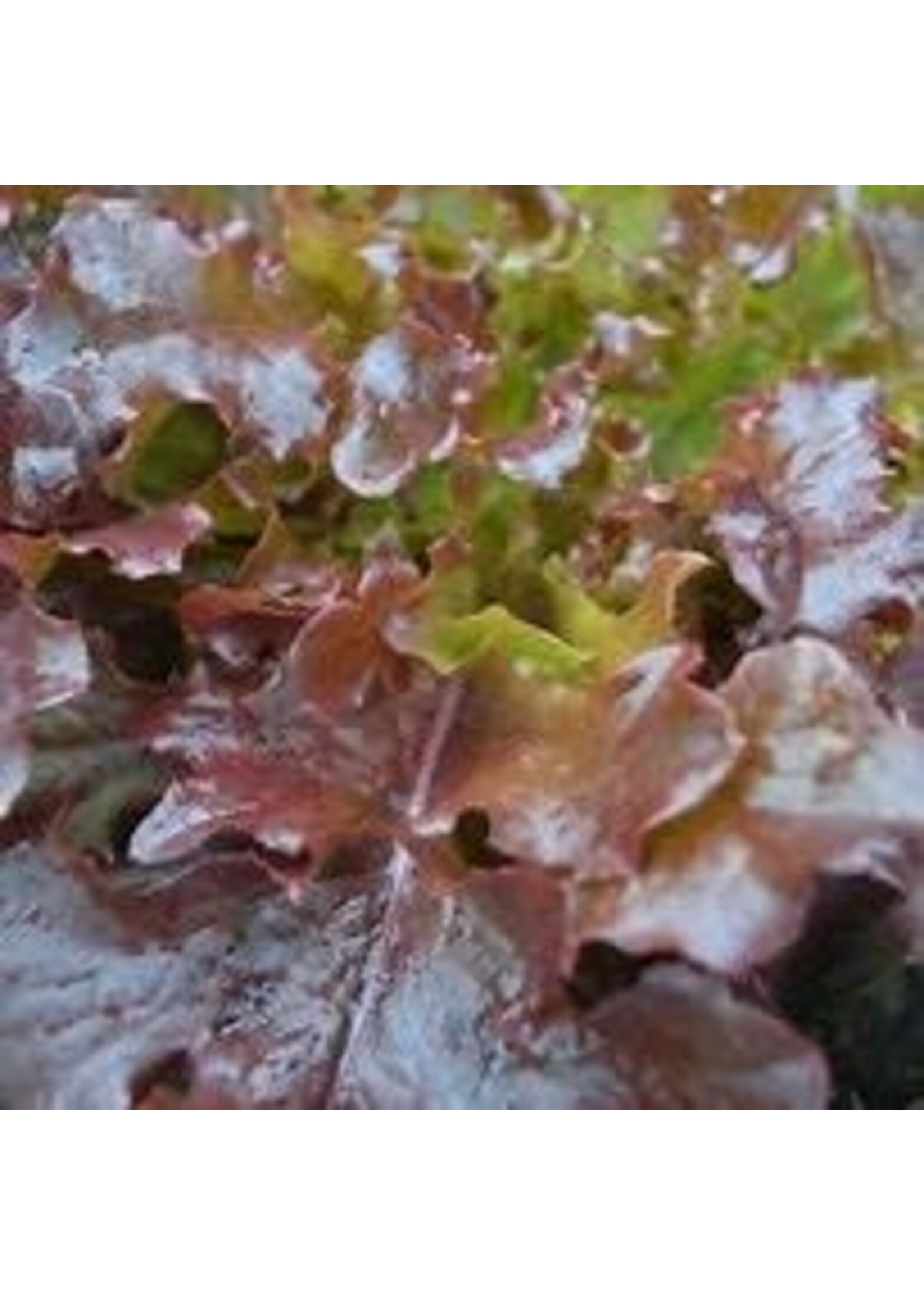 Heirloom Seeds(BIRRI) Lettuce – Oakleaf Red