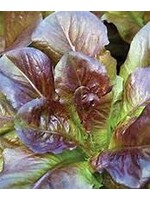 Heirloom Seeds(BIRRI) Lettuce – Romaine Cimmaron