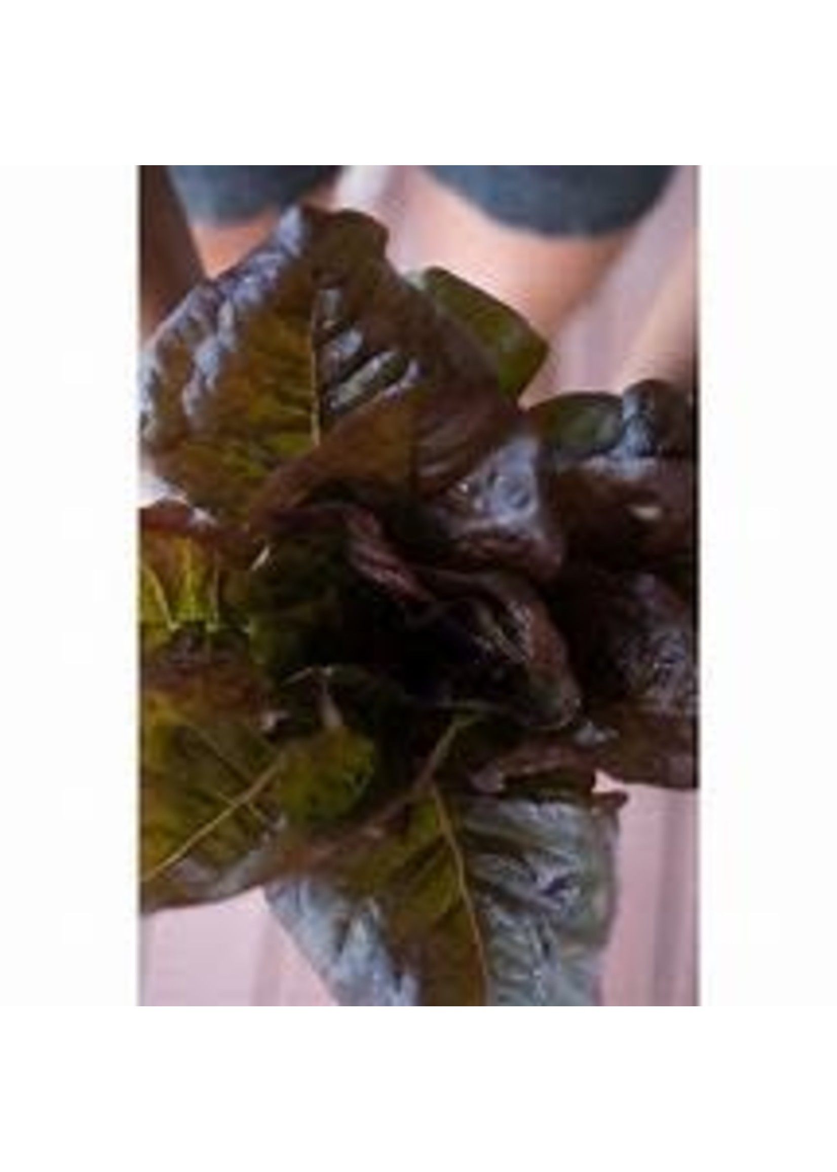 Heirloom Seeds(BIRRI) Lettuce – Romaine Cimmaron