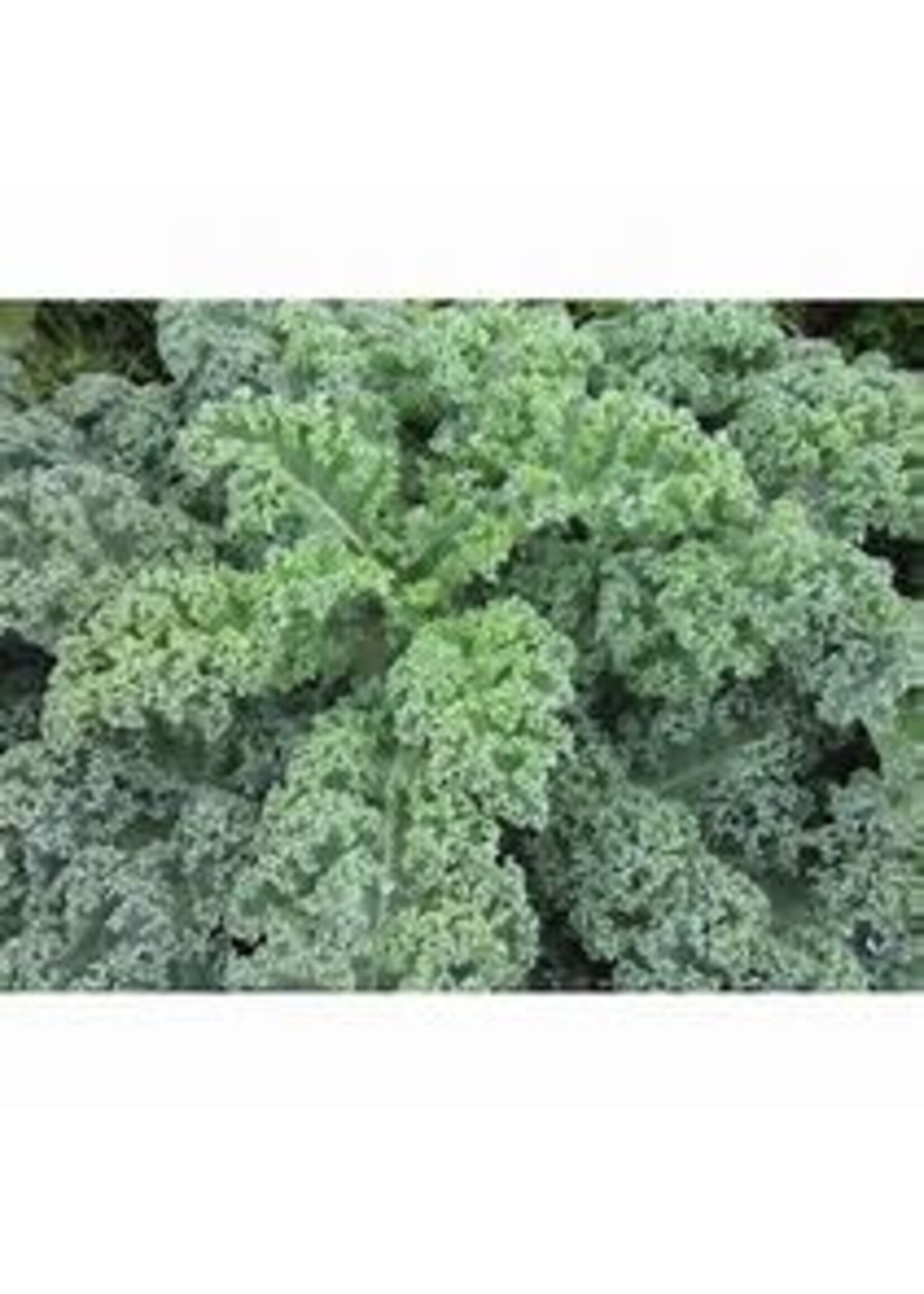 Heirloom Seeds(BIRRI) Kale – Blue Vates