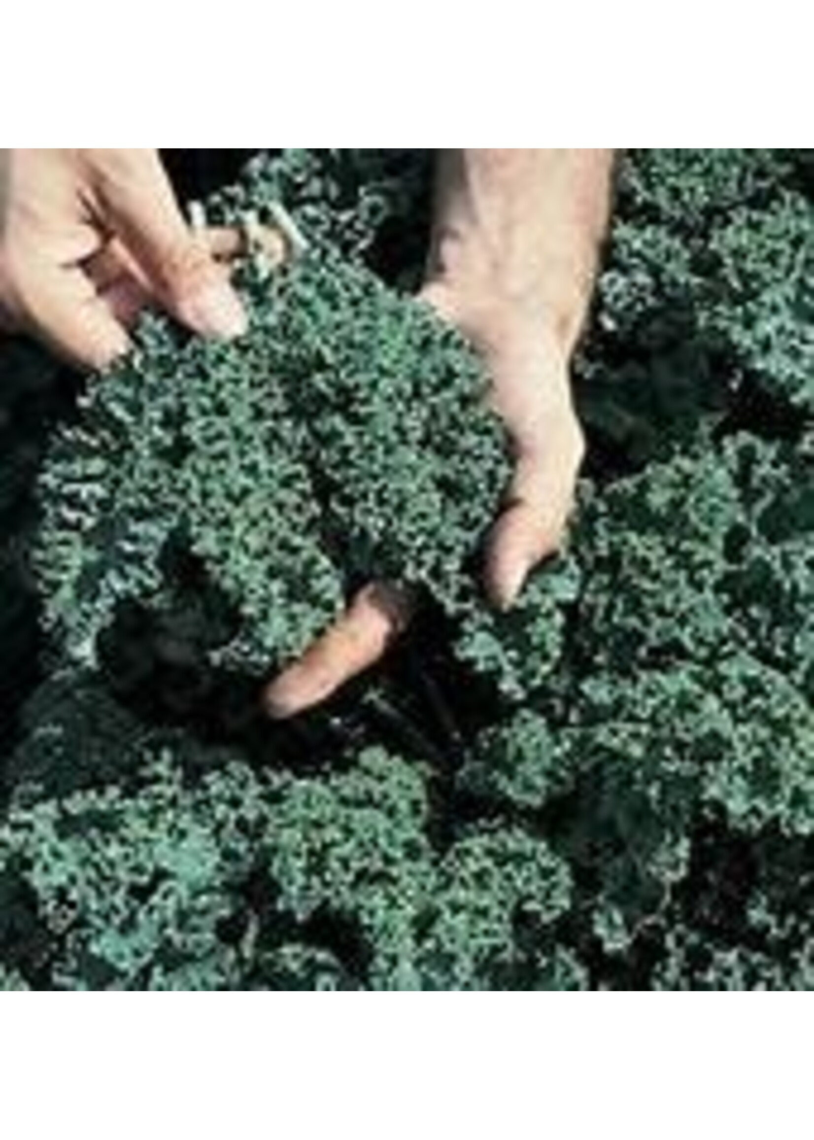 Heirloom Seeds(BIRRI) Kale – Blue Vates