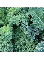 Heirloom Seeds(BIRRI) Kale – Dwarf Blue Curled Scotch