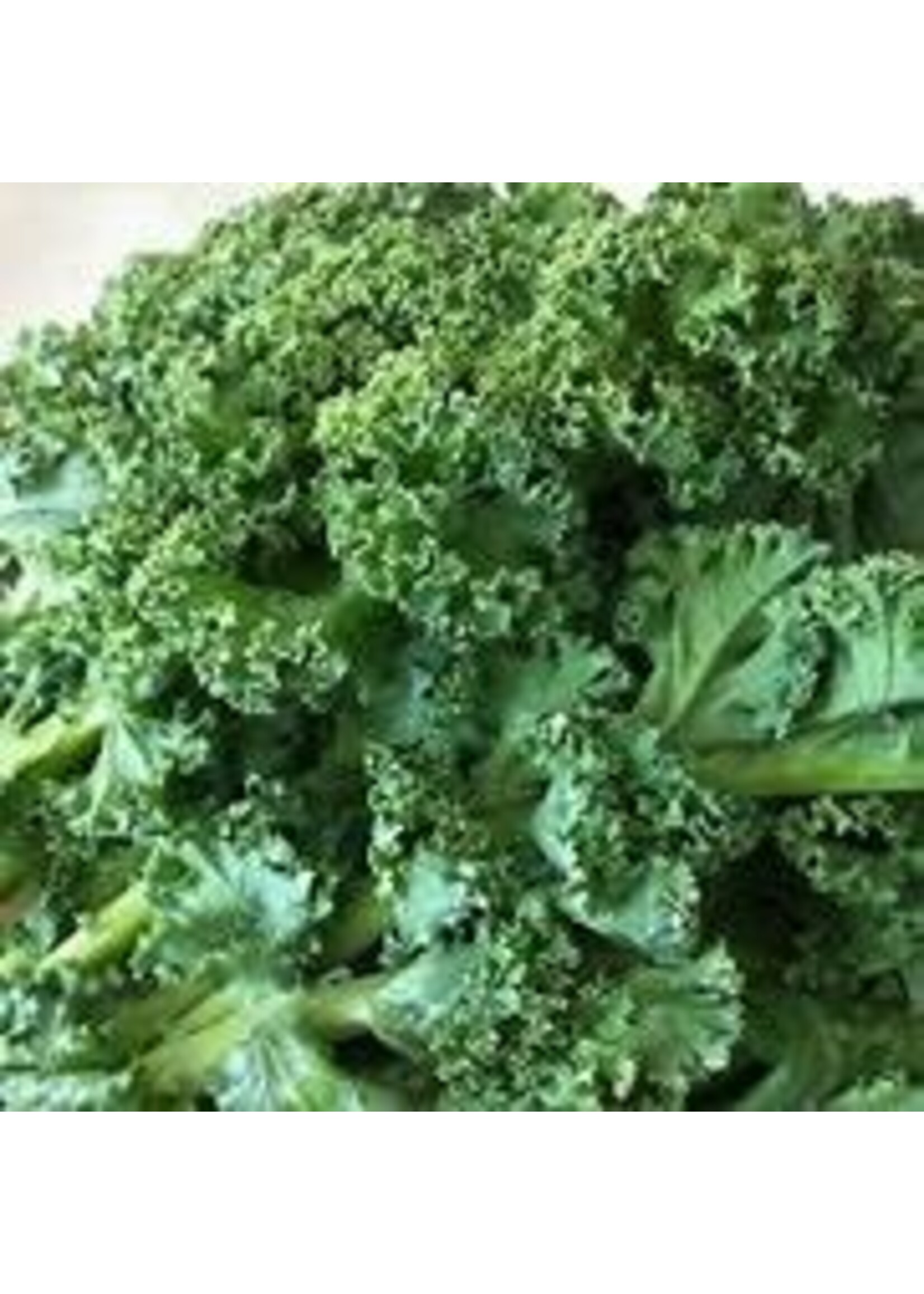 Heirloom Seeds(BIRRI) Kale – Dwarf Blue Curled Scotch