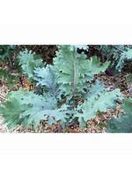 Heirloom Seeds(BIRRI) Kale – Red Russian