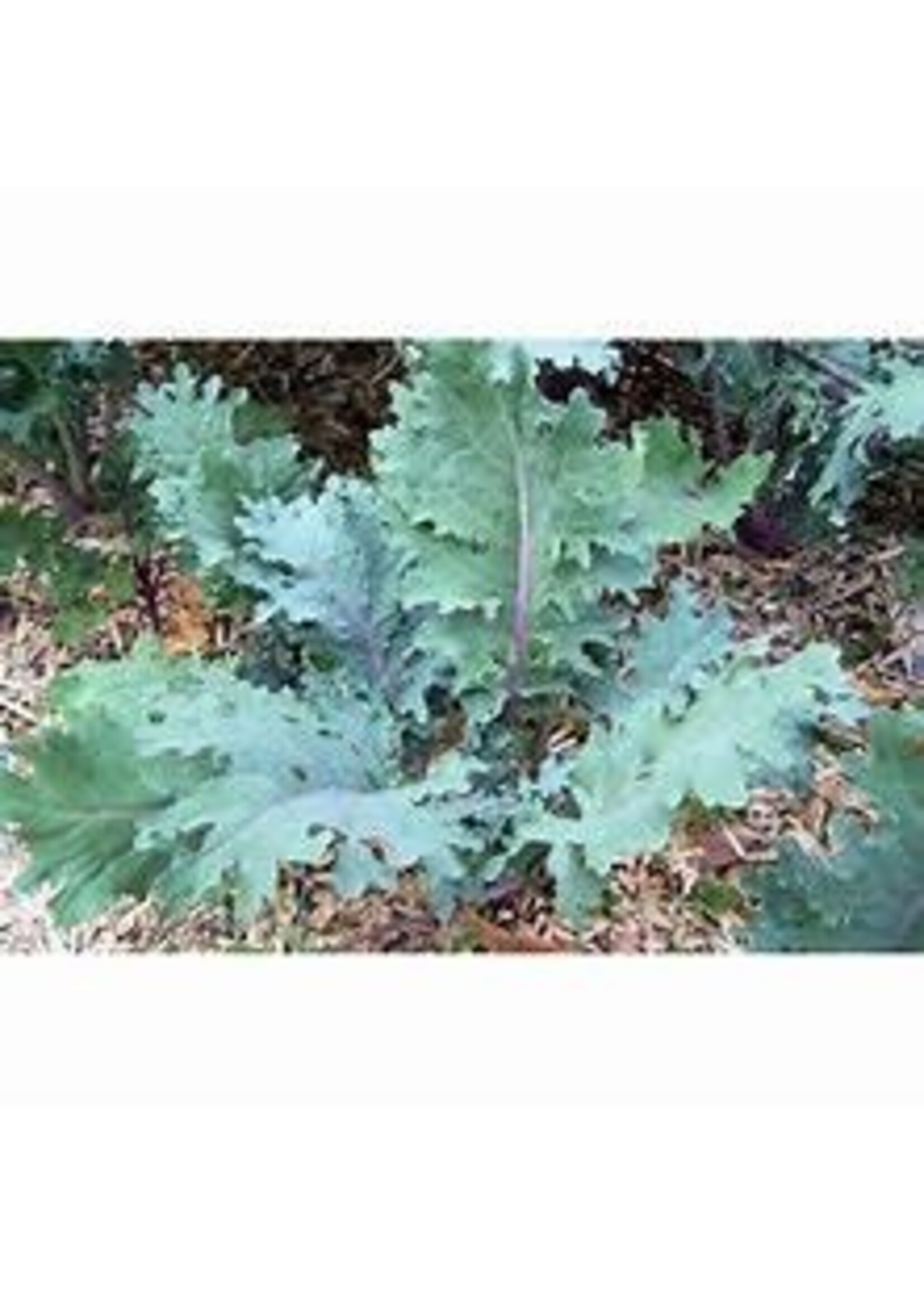 Heirloom Seeds(BIRRI) Kale – Red Russian