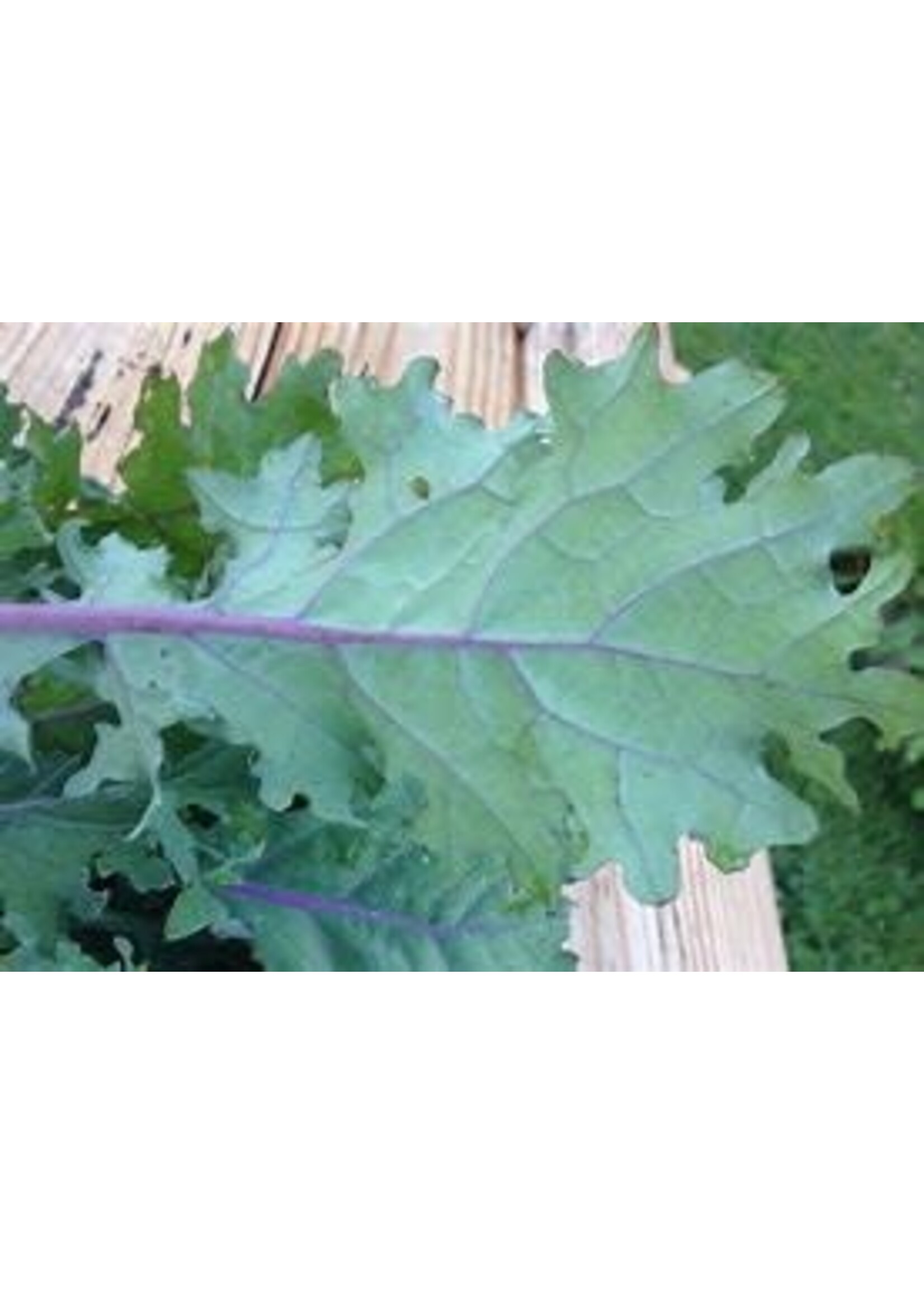 Heirloom Seeds(BIRRI) Kale – Red Russian
