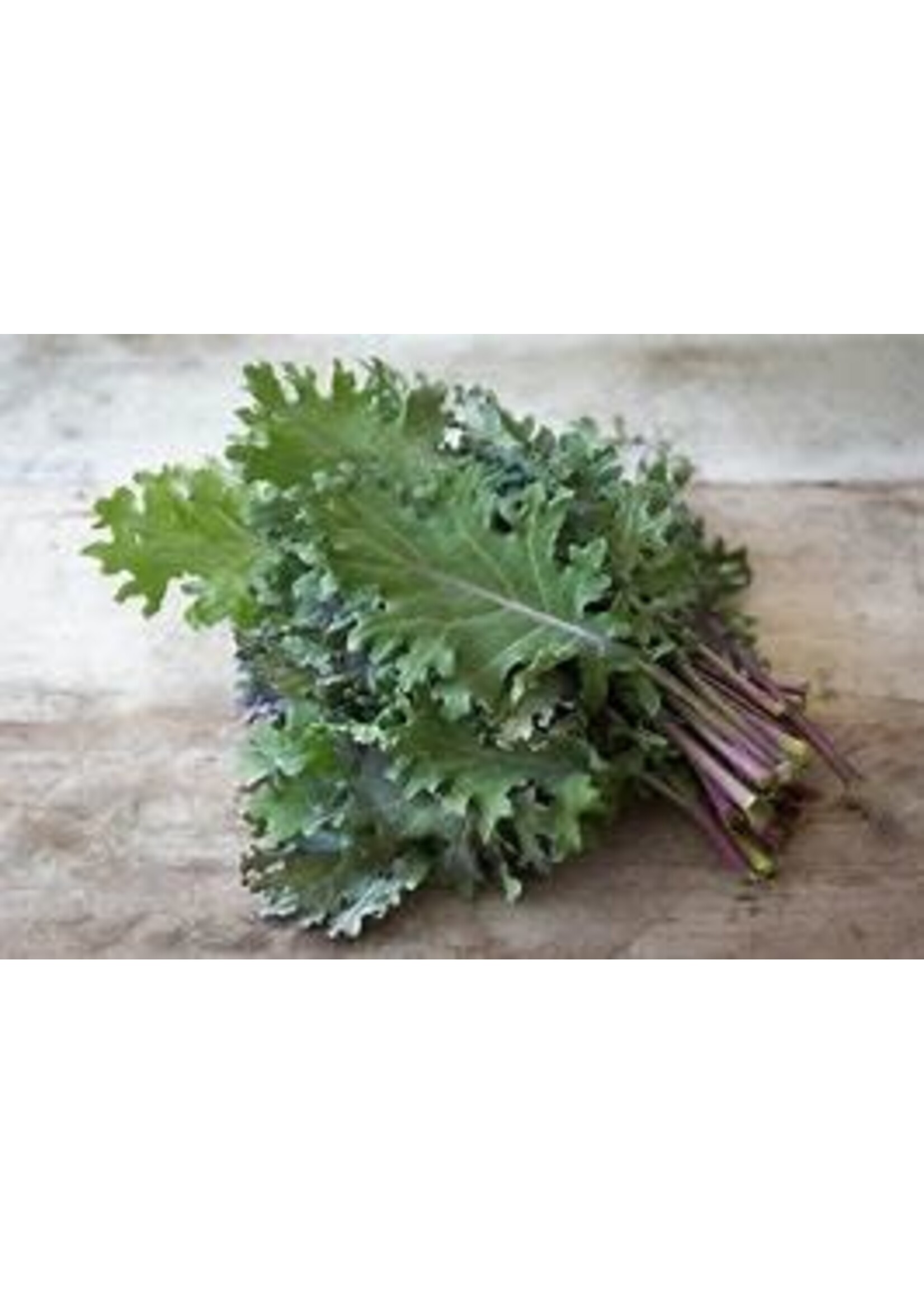 Heirloom Seeds(BIRRI) Kale – Red Russian