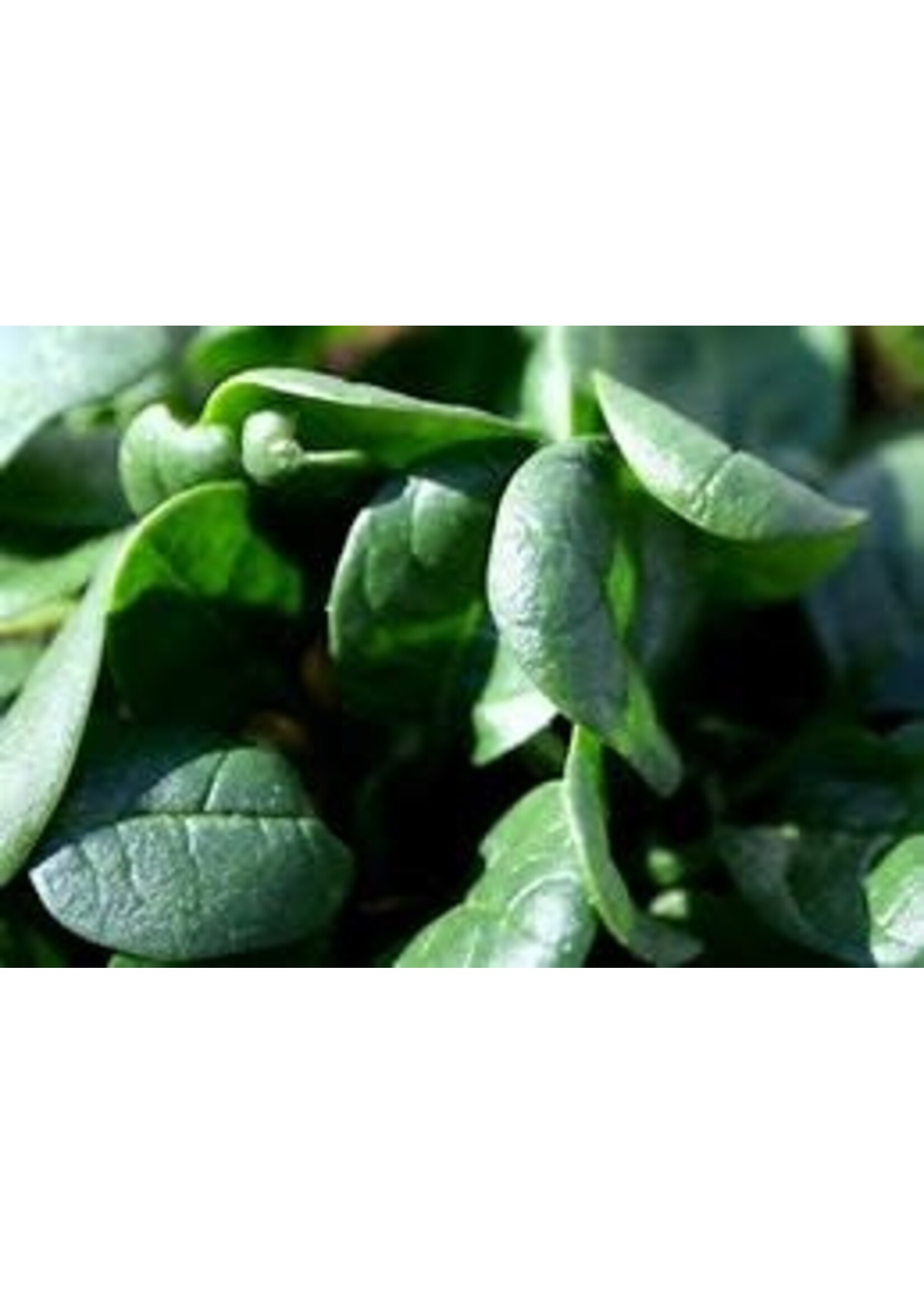 Heirloom Seeds(BIRRI) Spinach – Bloomsdale Long Standing