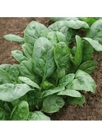 Heirloom Seeds(BIRRI) Spinach – Matador