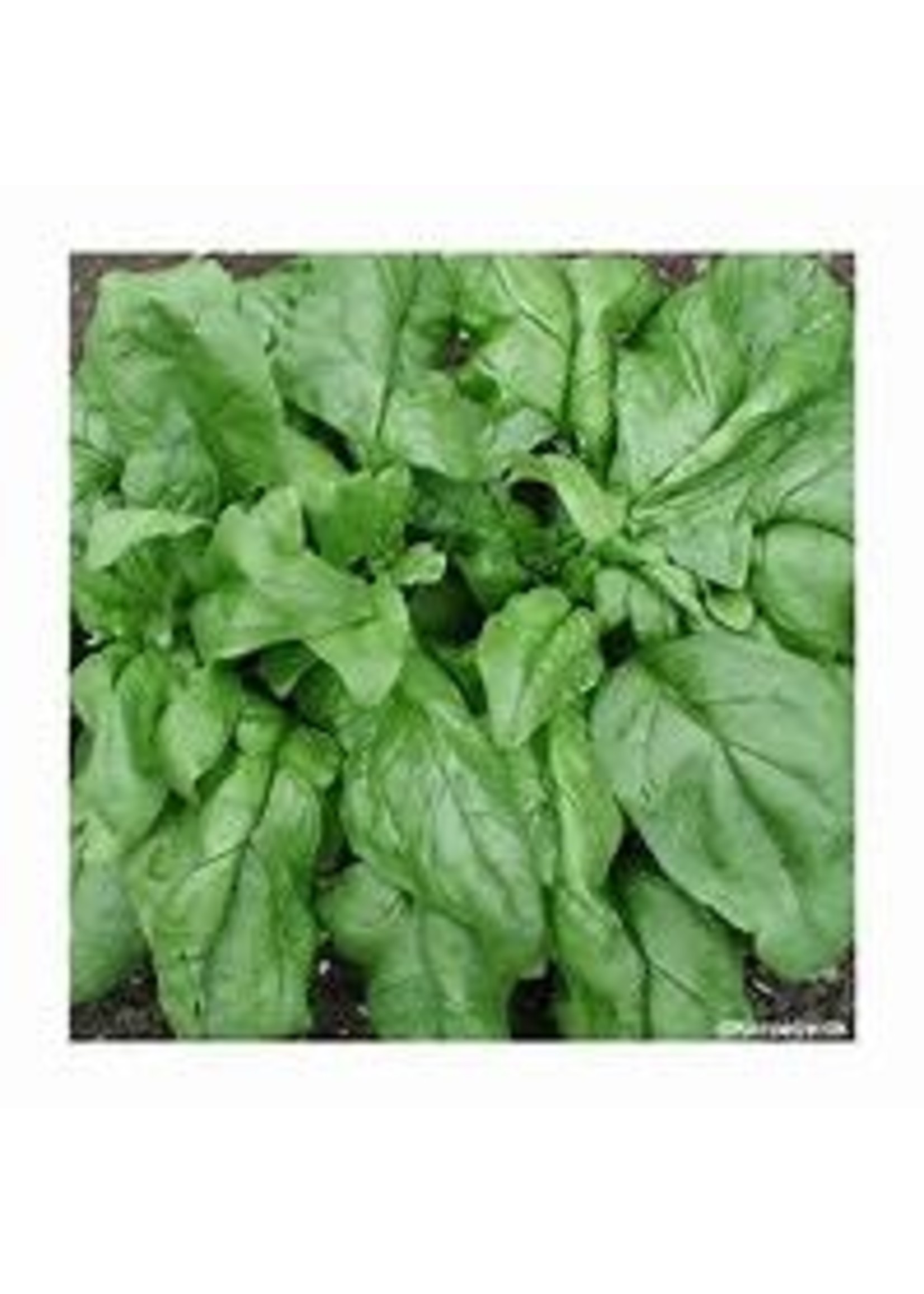 Heirloom Seeds(BIRRI) Spinach – Matador