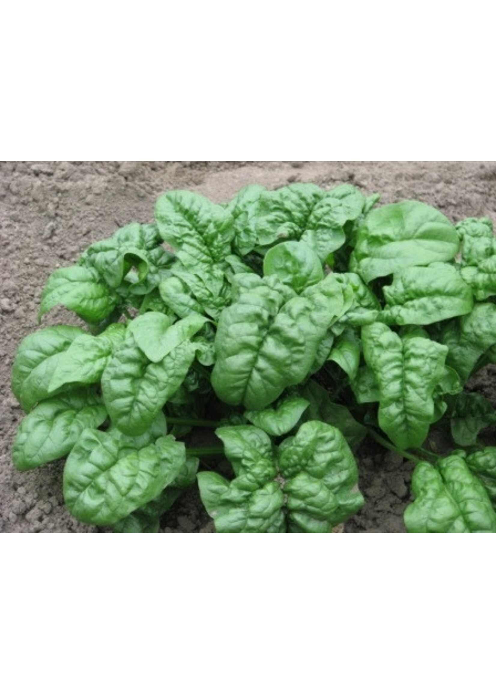 Heirloom Seeds(BIRRI) Spinach – Nobel Giant