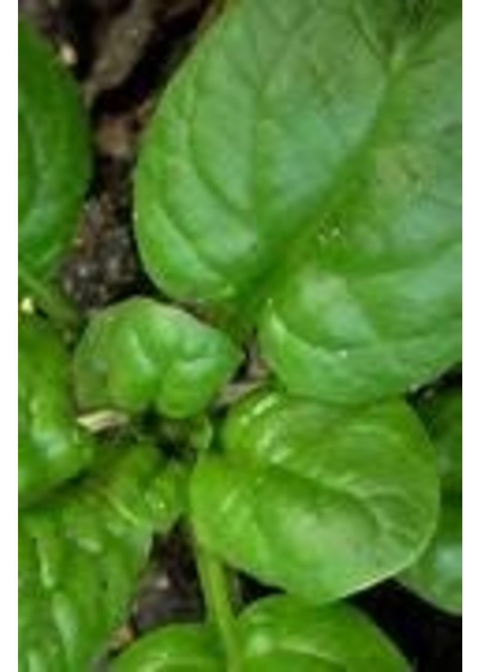Heirloom Seeds(BIRRI) Spinach – Nobel Giant
