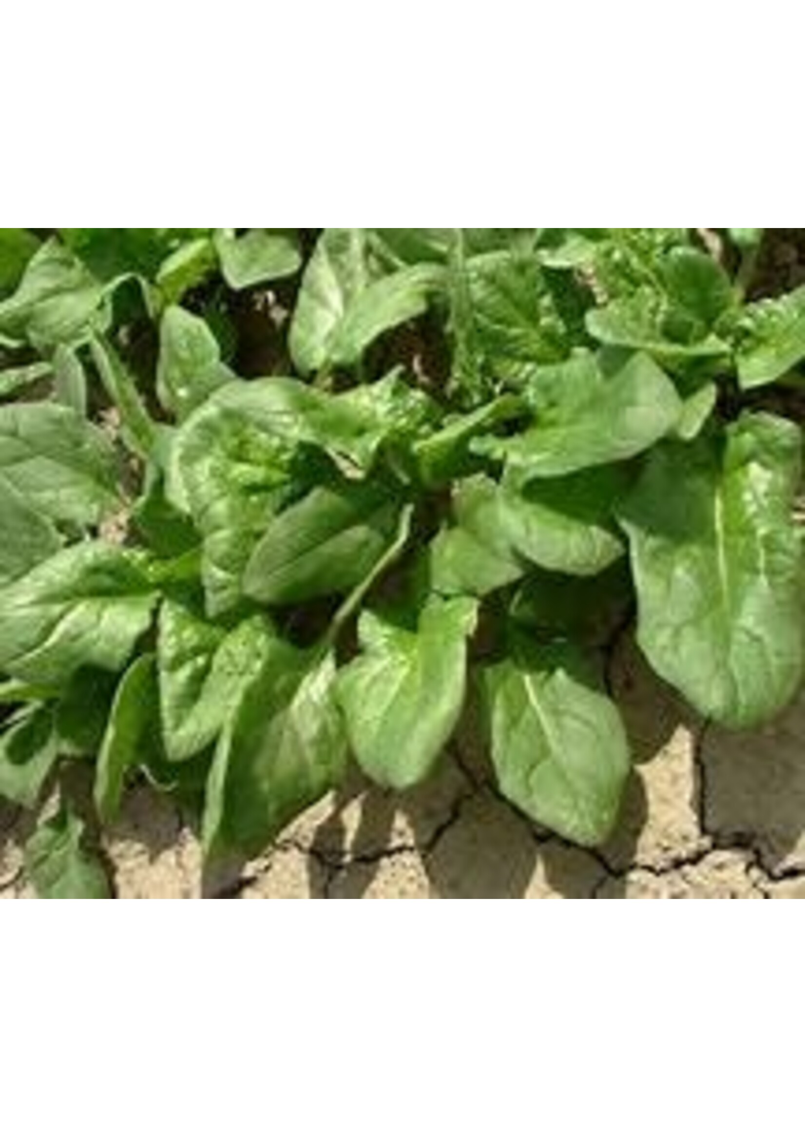 Heirloom Seeds(BIRRI) Spinach – Nobel Giant