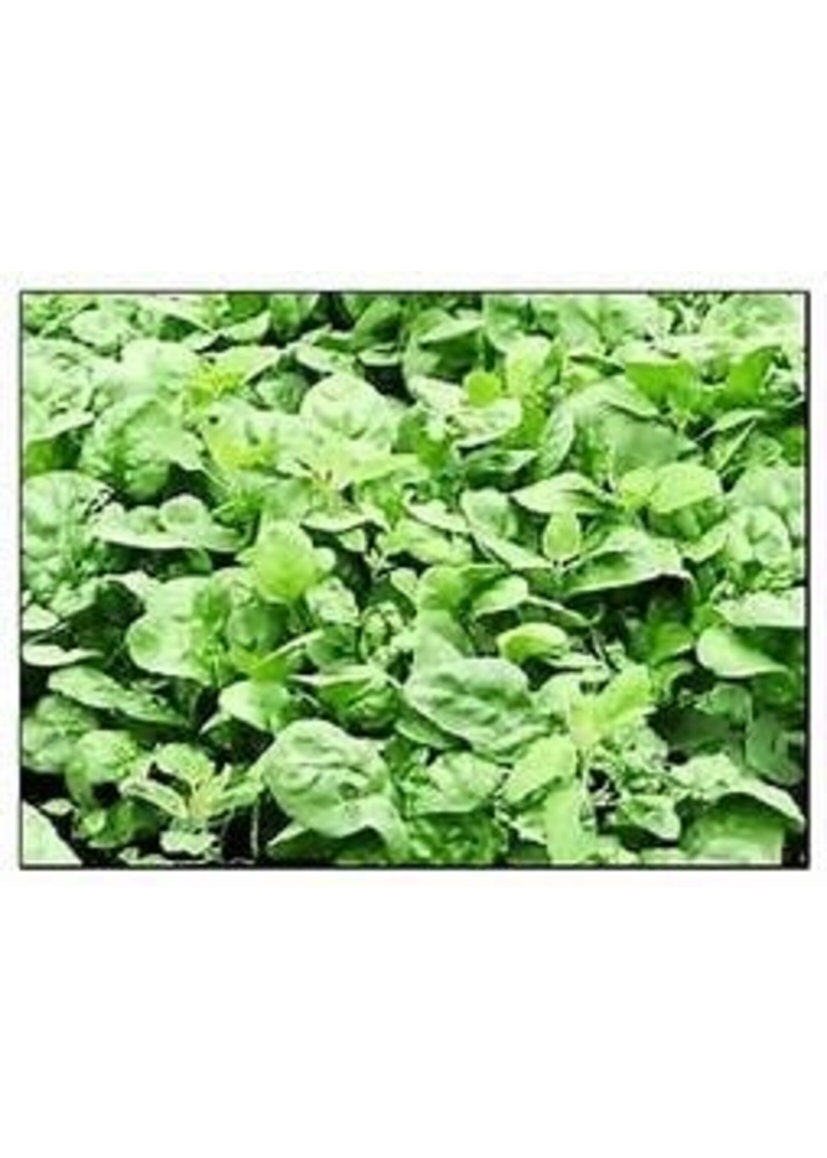 Heirloom Seeds(BIRRI) Spinach – Nobel Giant