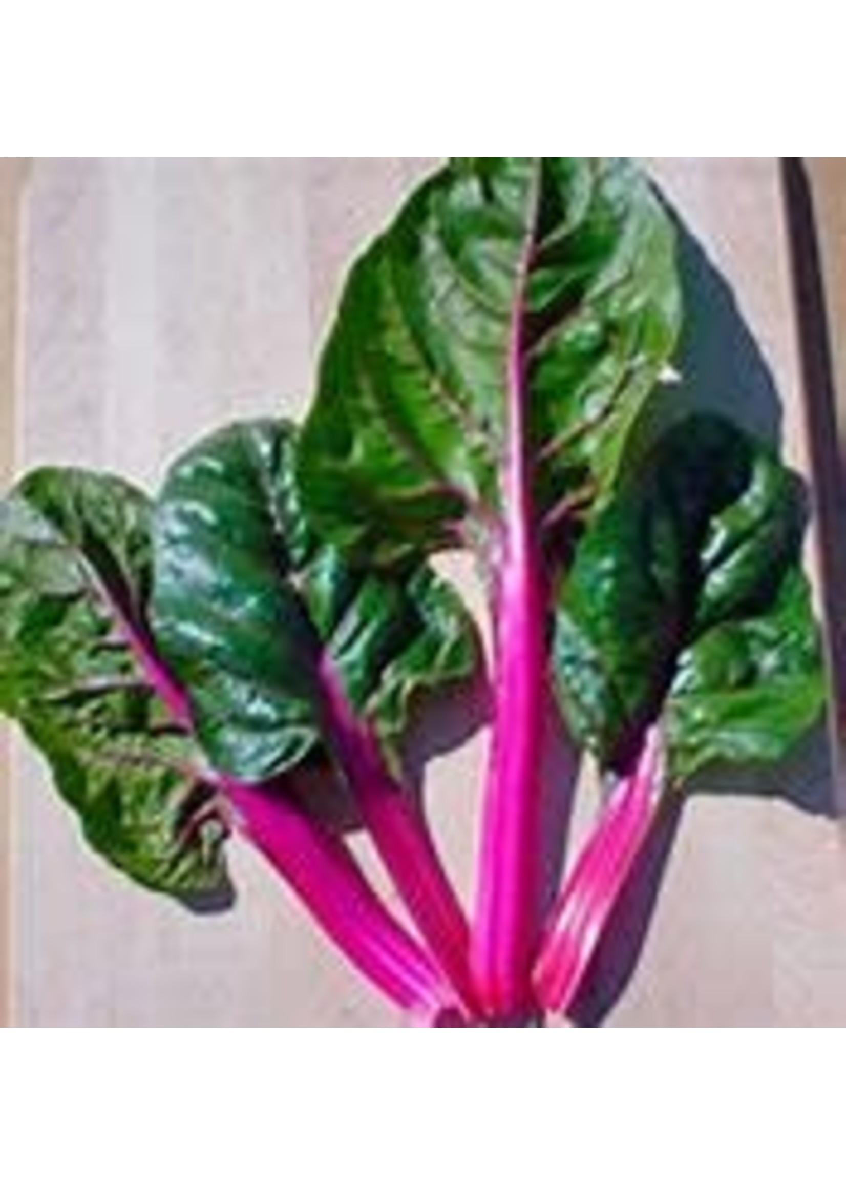 Heirloom Seeds(BIRRI) Swiss Chard – Magenta Sunset