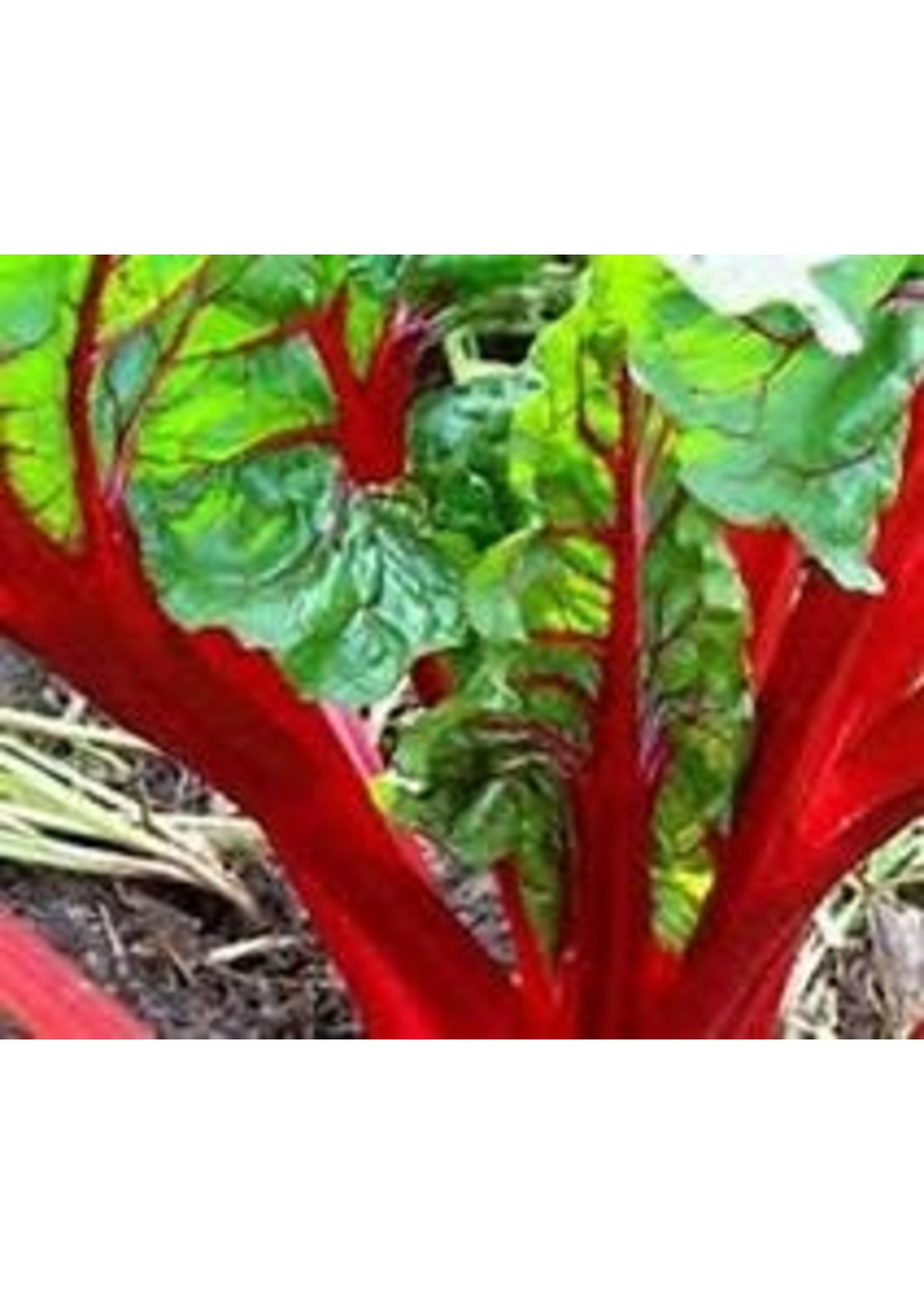Heirloom Seeds(BIRRI) Swiss Chard – Ruby Red