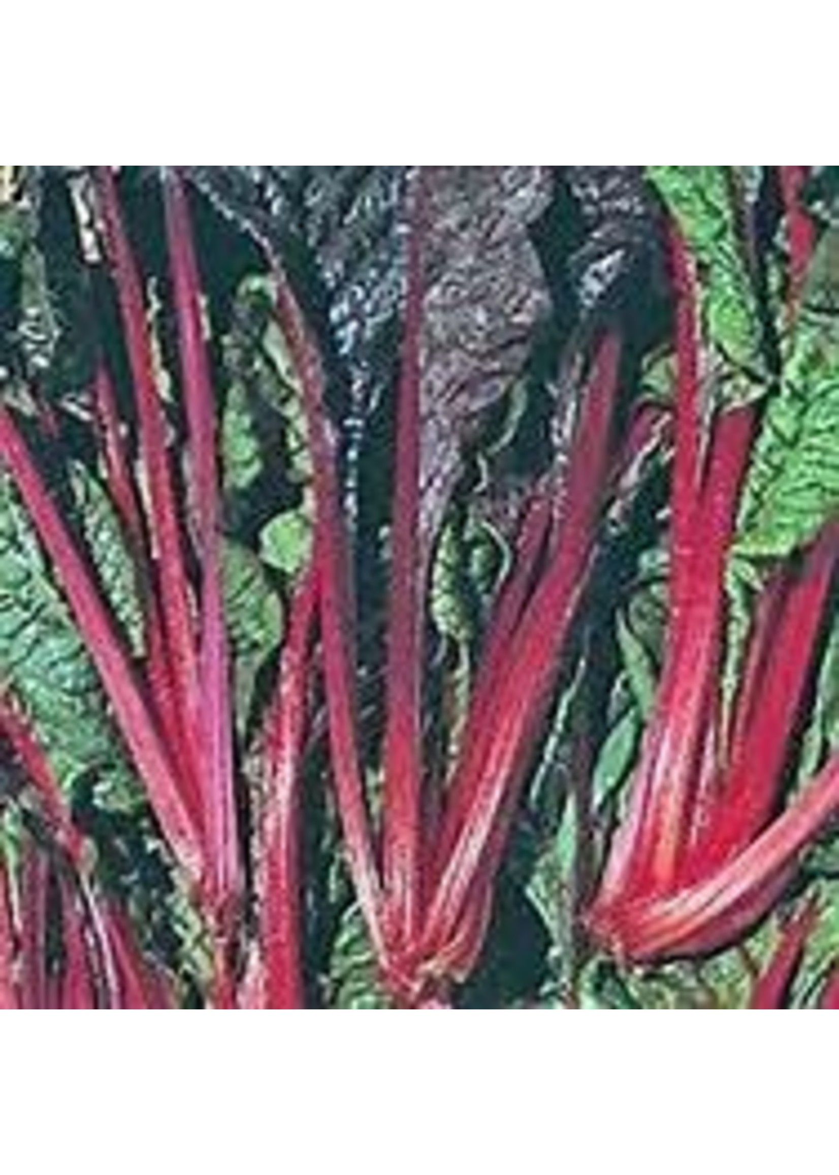 Heirloom Seeds(BIRRI) Swiss Chard – Ruby Red