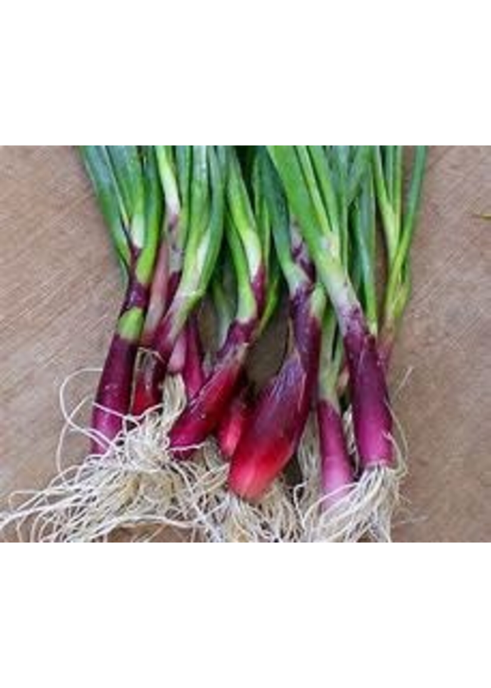 Heirloom Seeds(BIRRI) Onions – Red Scarlet Bandit