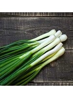 Heirloom Seeds(BIRRI) Onions – White Evergreen Nebuka