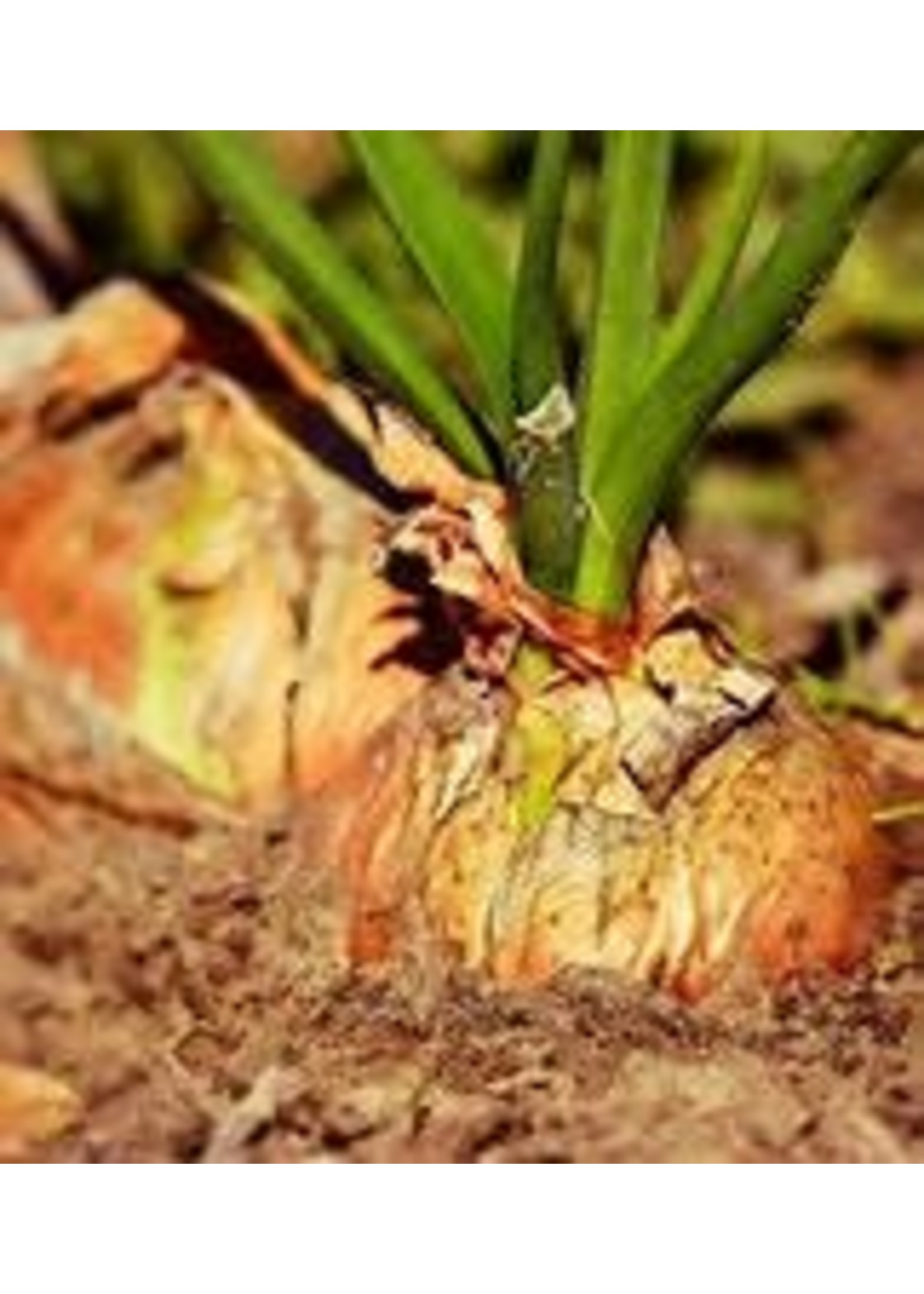 Heirloom Seeds(BIRRI) Onions – Yellow Spanish