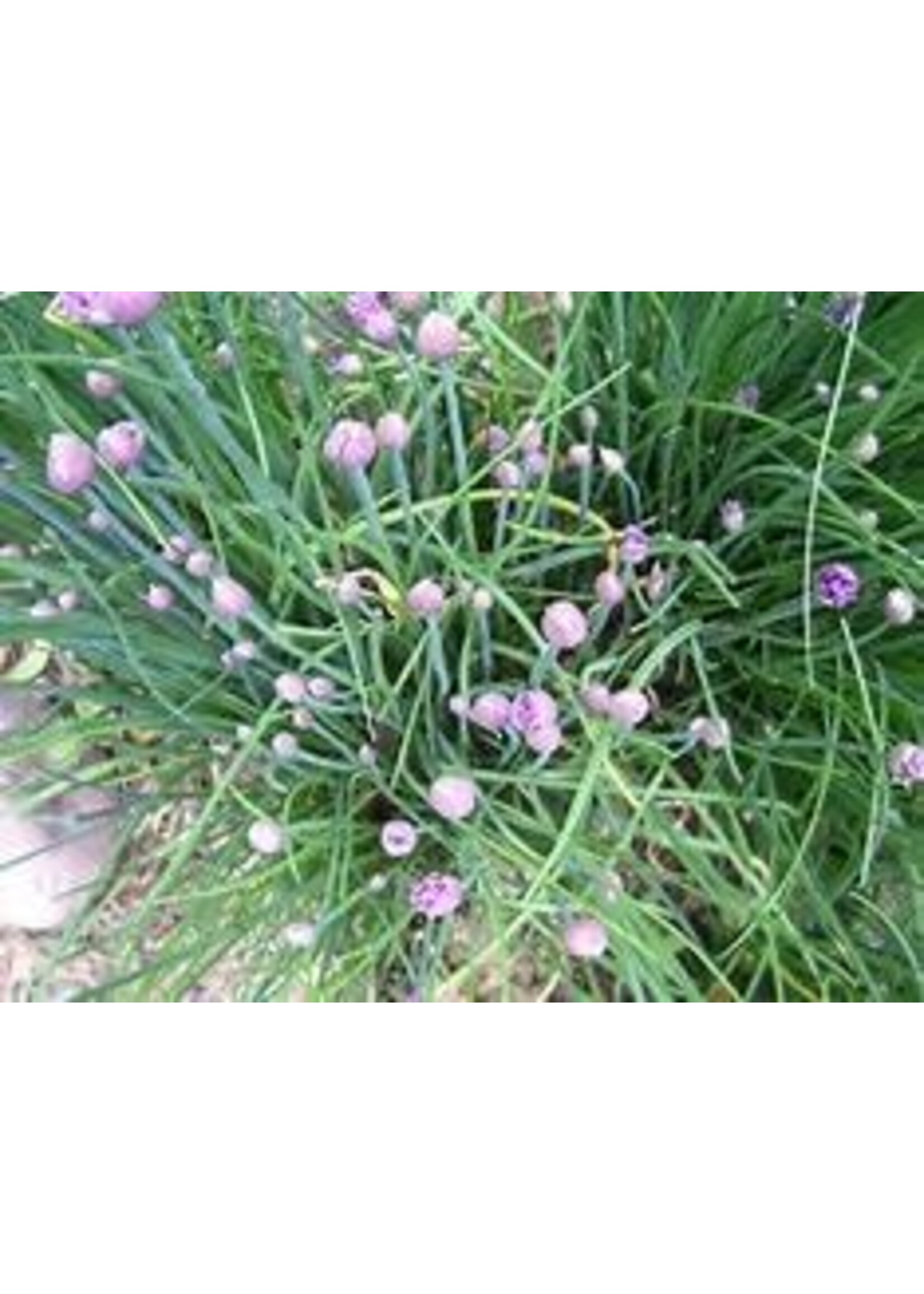 Heirloom Seeds(BIRRI) Chives – Common