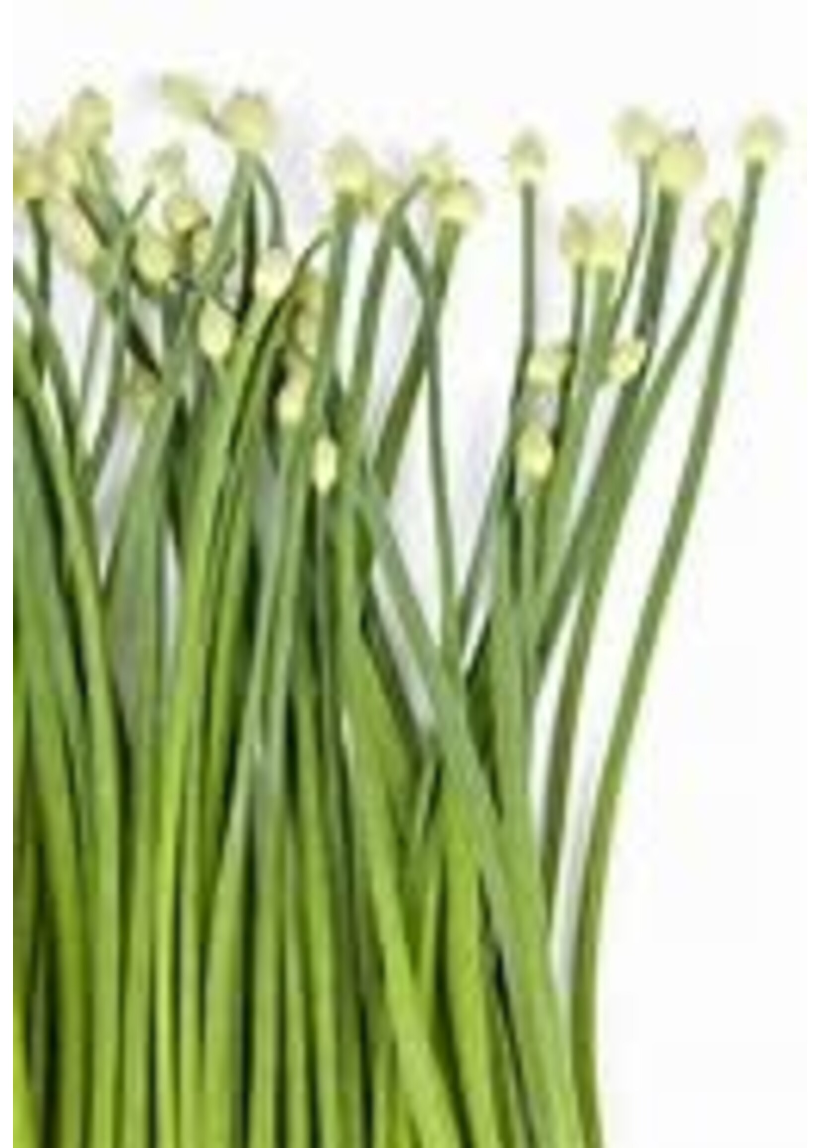 Heirloom Seeds(BIRRI) Chives – Garlic