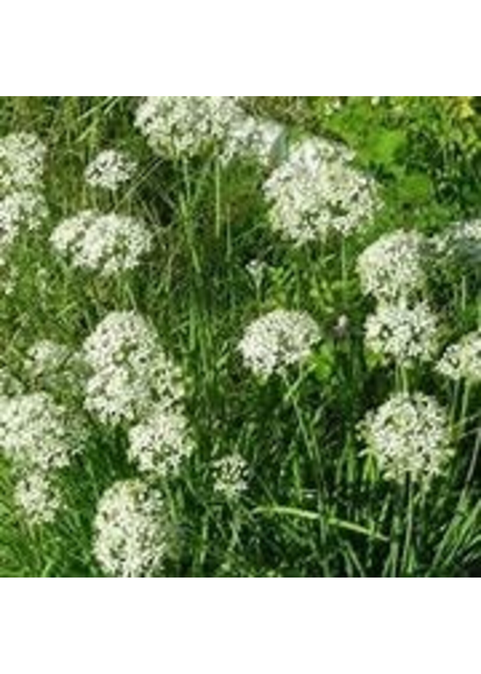 Heirloom Seeds(BIRRI) Chives – Garlic