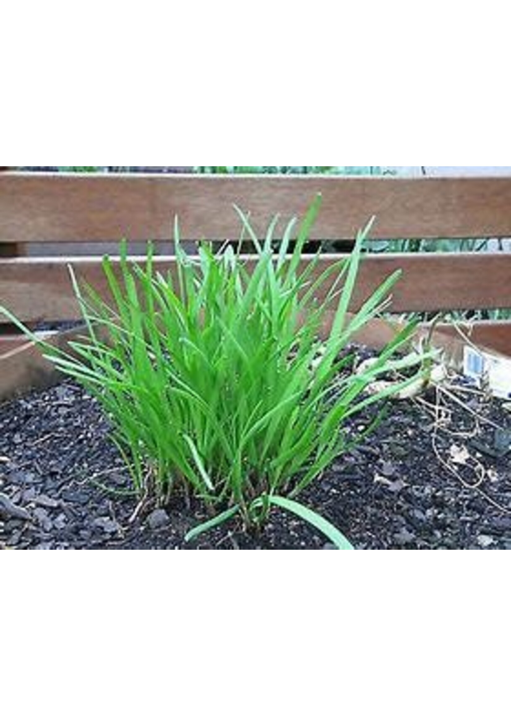 Heirloom Seeds(BIRRI) Chives – Garlic