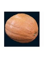 Heirloom Seeds(BIRRI) Pumpkins – Atlantic Giant