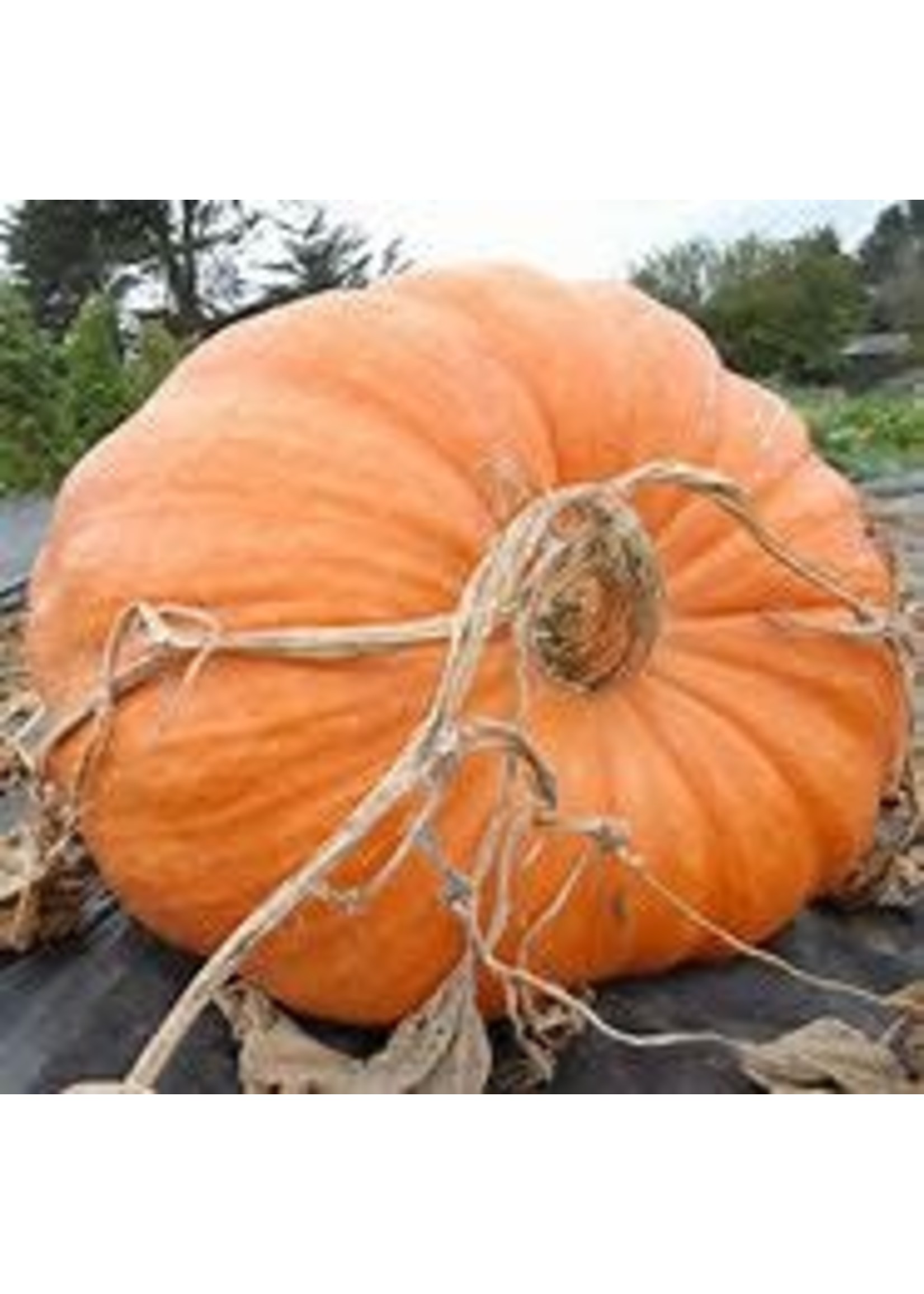 Heirloom Seeds(BIRRI) Pumpkins – Atlantic Giant