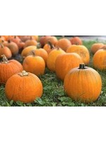 Heirloom Seeds(BIRRI) Pumpkins – Jack’O Lantern