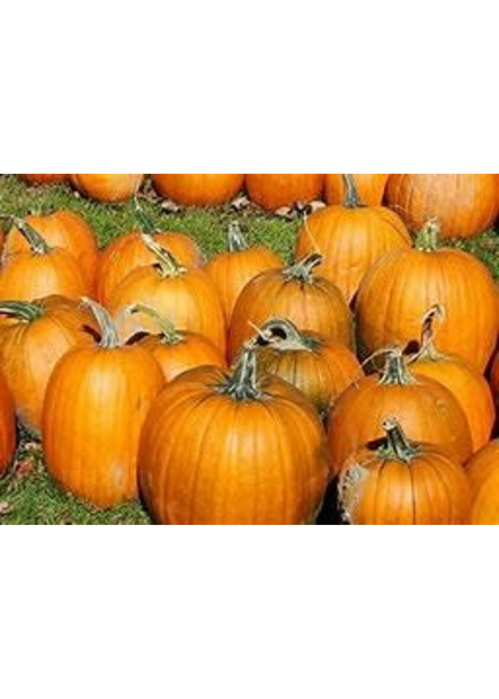 Heirloom Seeds(BIRRI) Pumpkins – Jack’O Lantern