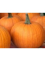 Heirloom Seeds(BIRRI) Pumpkins – Sugar Pie