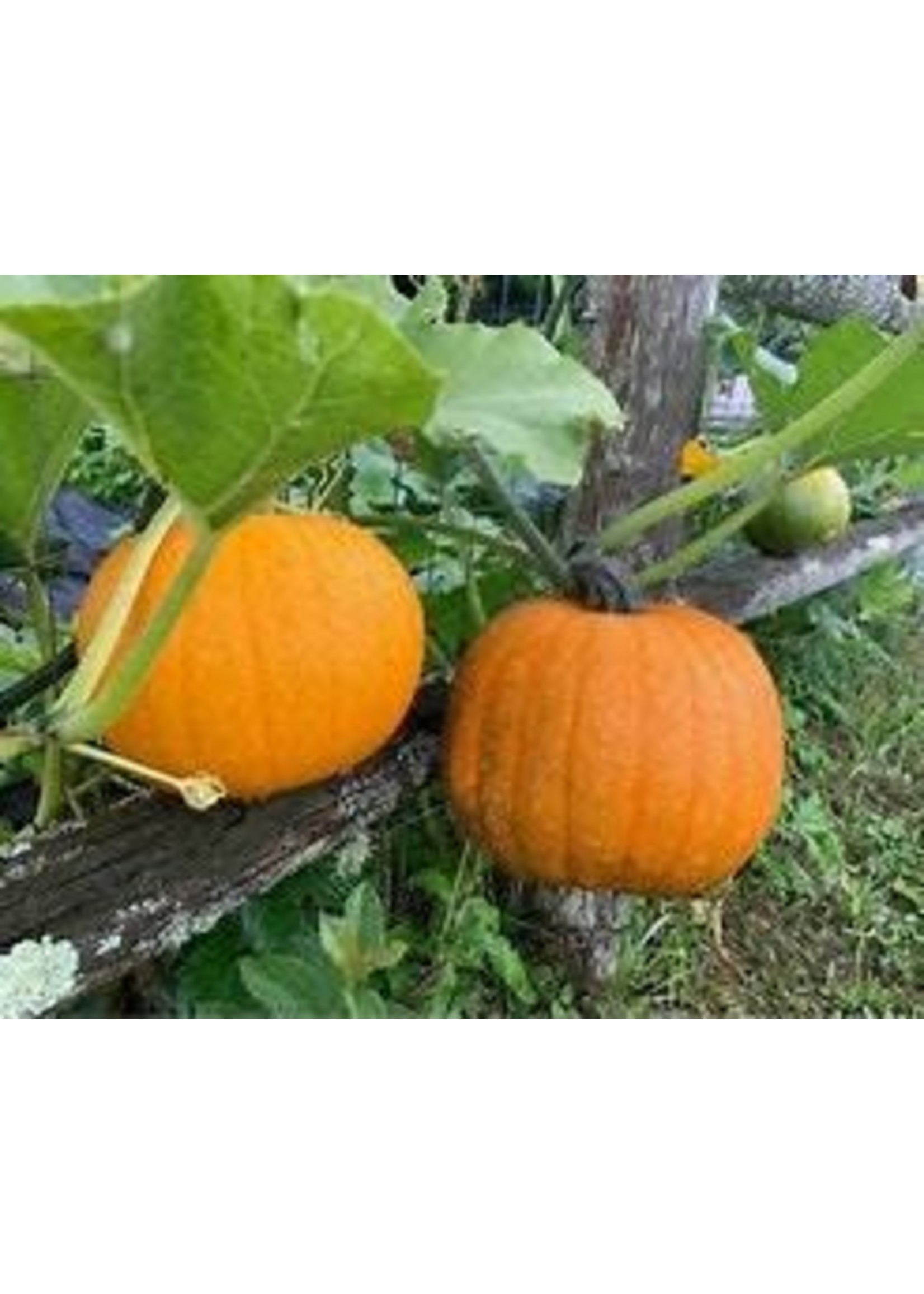 Heirloom Seeds(BIRRI) Pumpkins – Sugar Pie