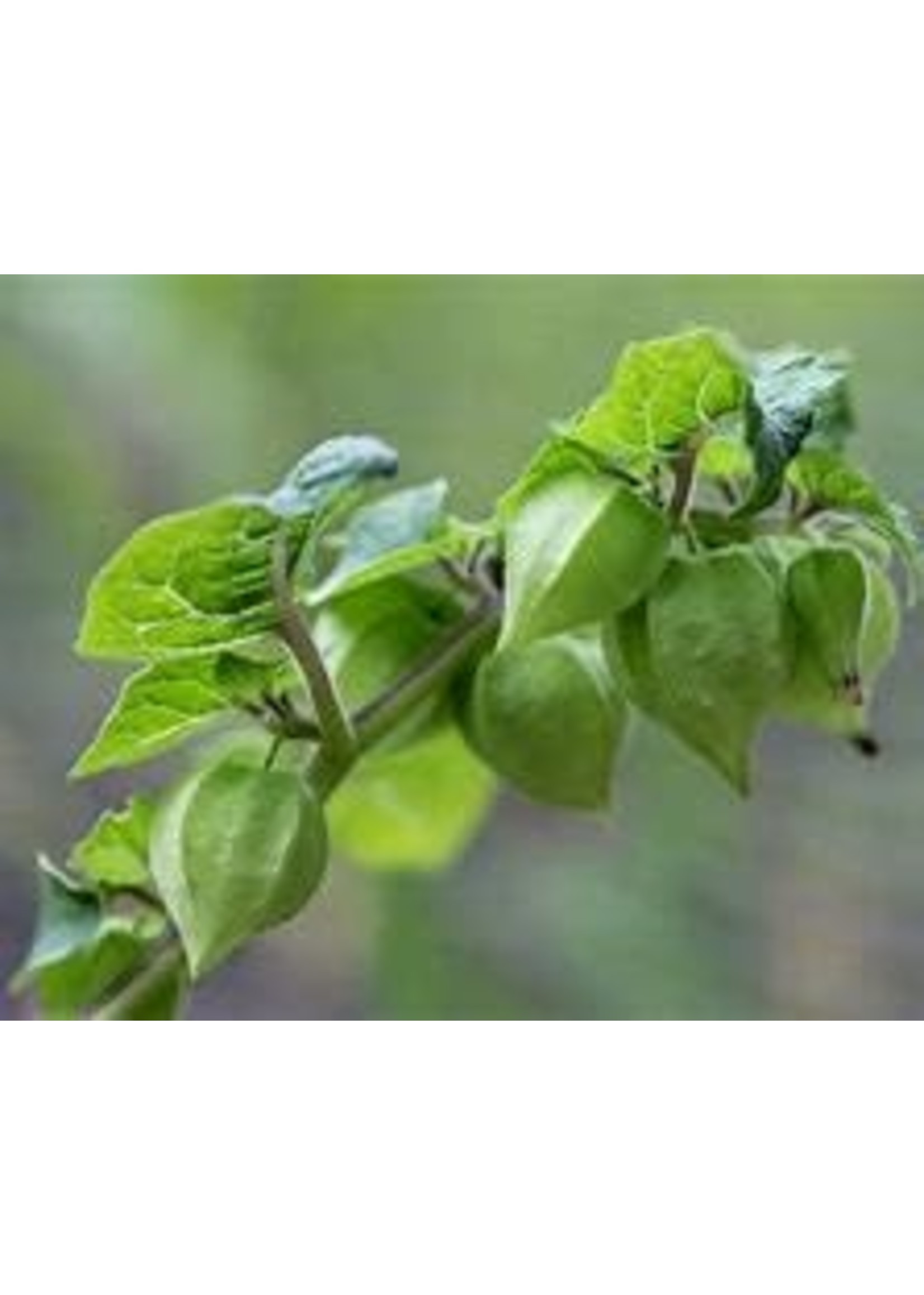 Heirloom Seeds(BIRRI) Cherries - Ground cherry Aunt Molly