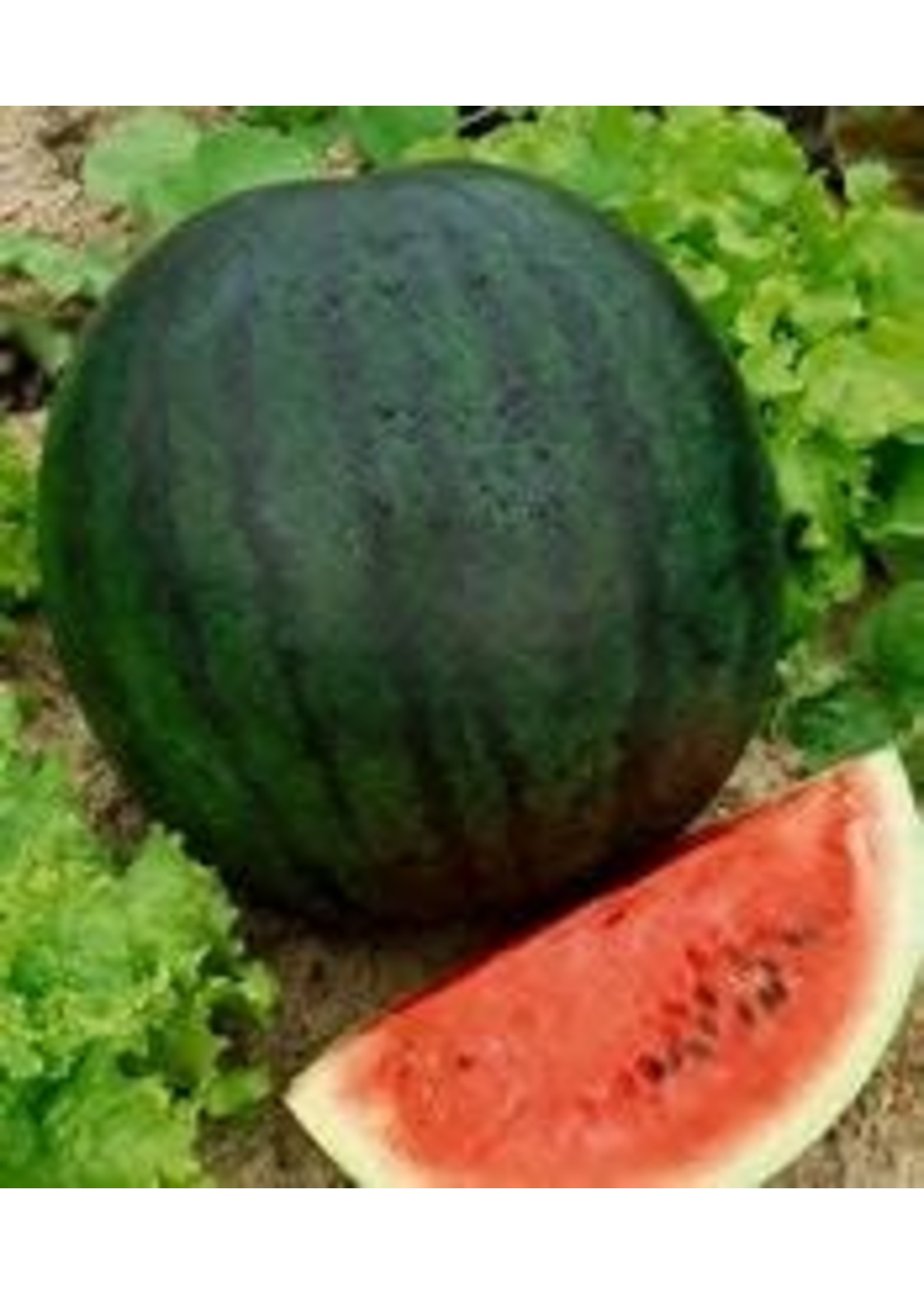 Heirloom Seeds(BIRRI) Melons – Sugar Baby Watermelon