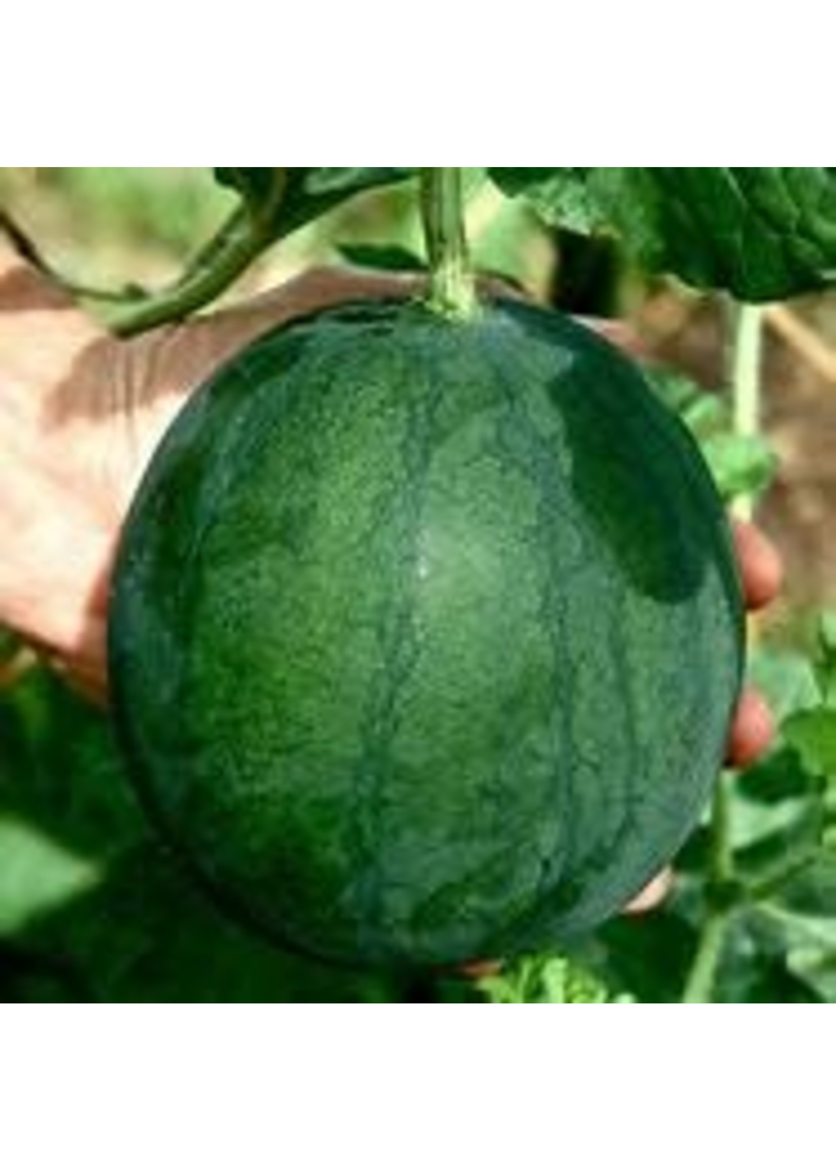 Heirloom Seeds(BIRRI) Melons – Sugar Baby Watermelon