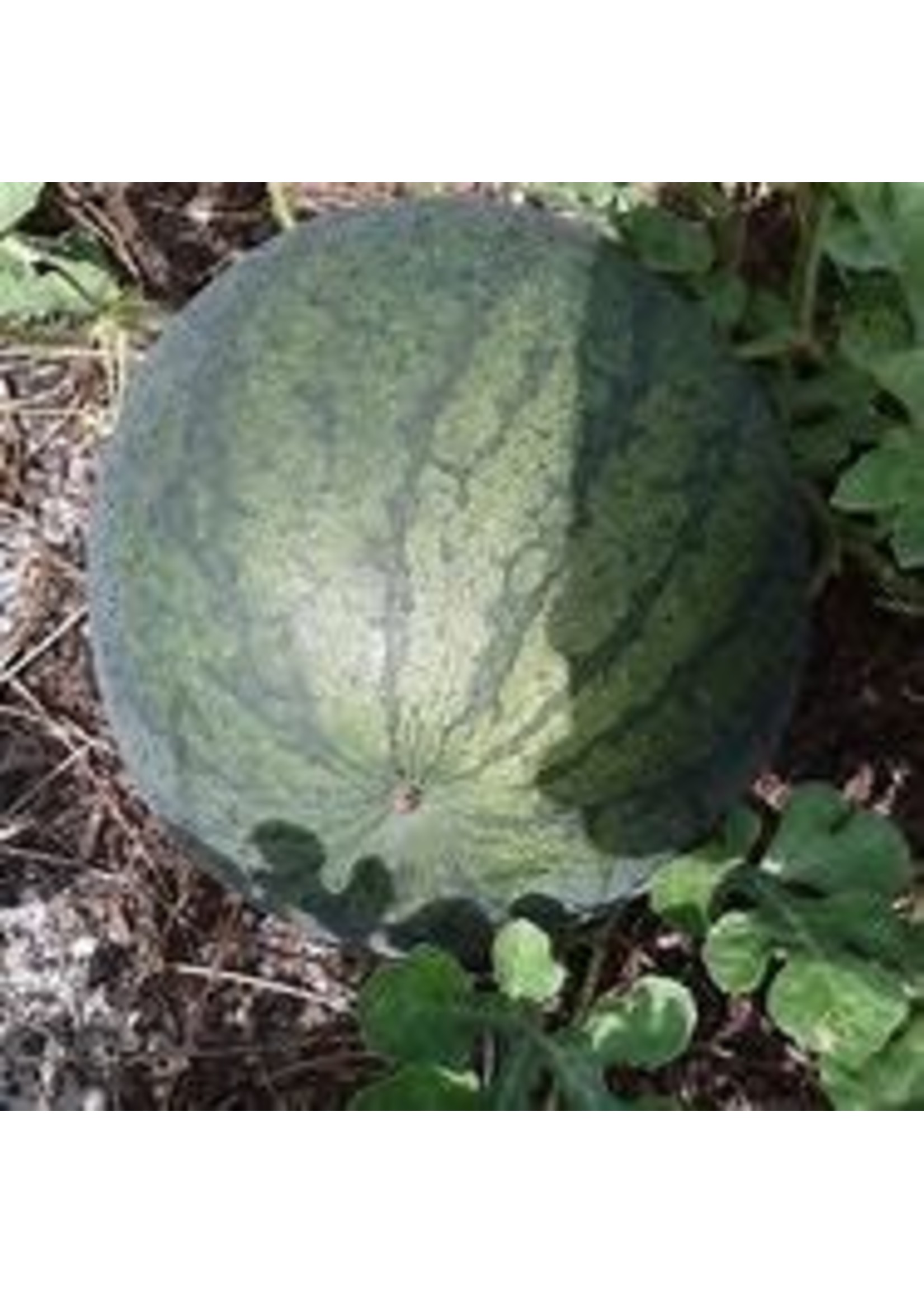 Heirloom Seeds(BIRRI) Melons – Sugar Baby Watermelon