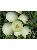 Heirloom Seeds(BIRRI) Melons – Honeydew Green Flesh