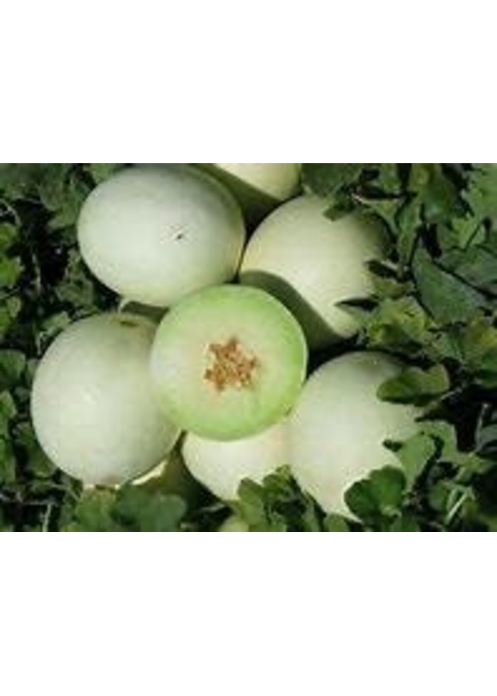 Heirloom Seeds(BIRRI) Melons – Honeydew Green Flesh