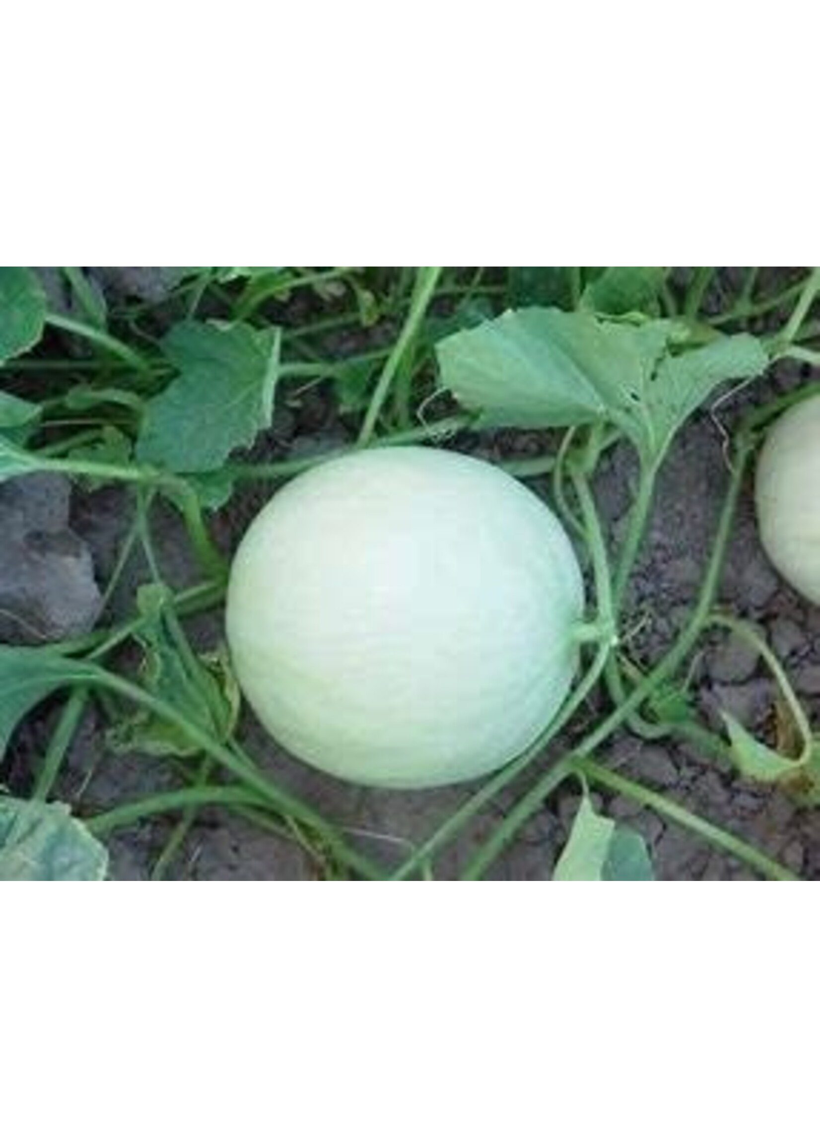 Heirloom Seeds(BIRRI) Melons – Honeydew Green Flesh