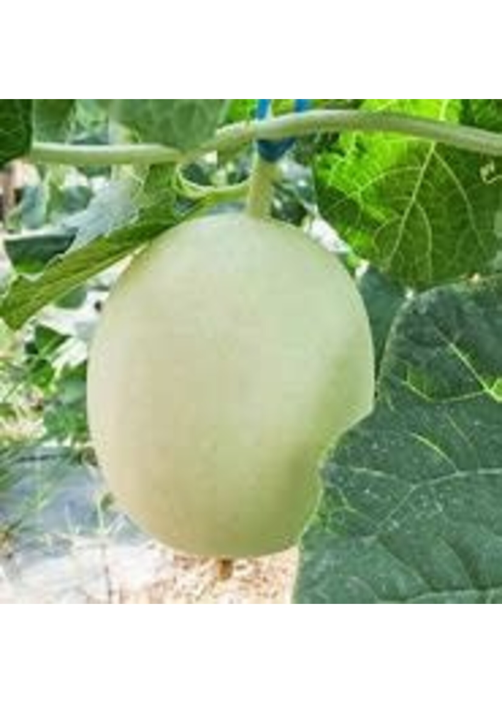 Heirloom Seeds(BIRRI) Melons – Honeydew Green Flesh