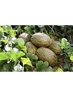 Heirloom Seeds(BIRRI) Melons – Piel de Sapo
